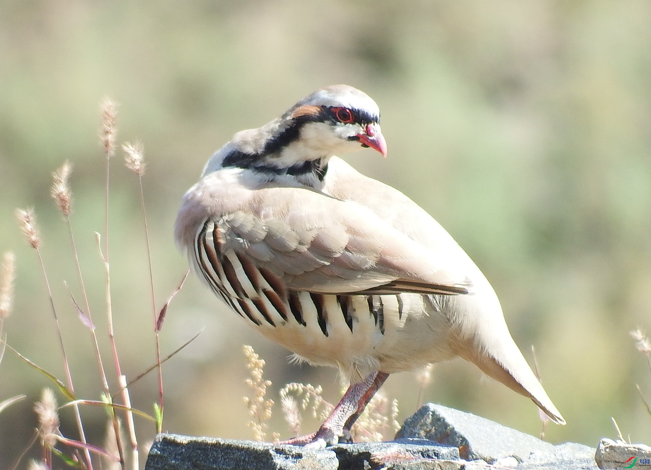 Alectoris chukar_ʯ��_�γ���_2016��10��02�� (1).jpg