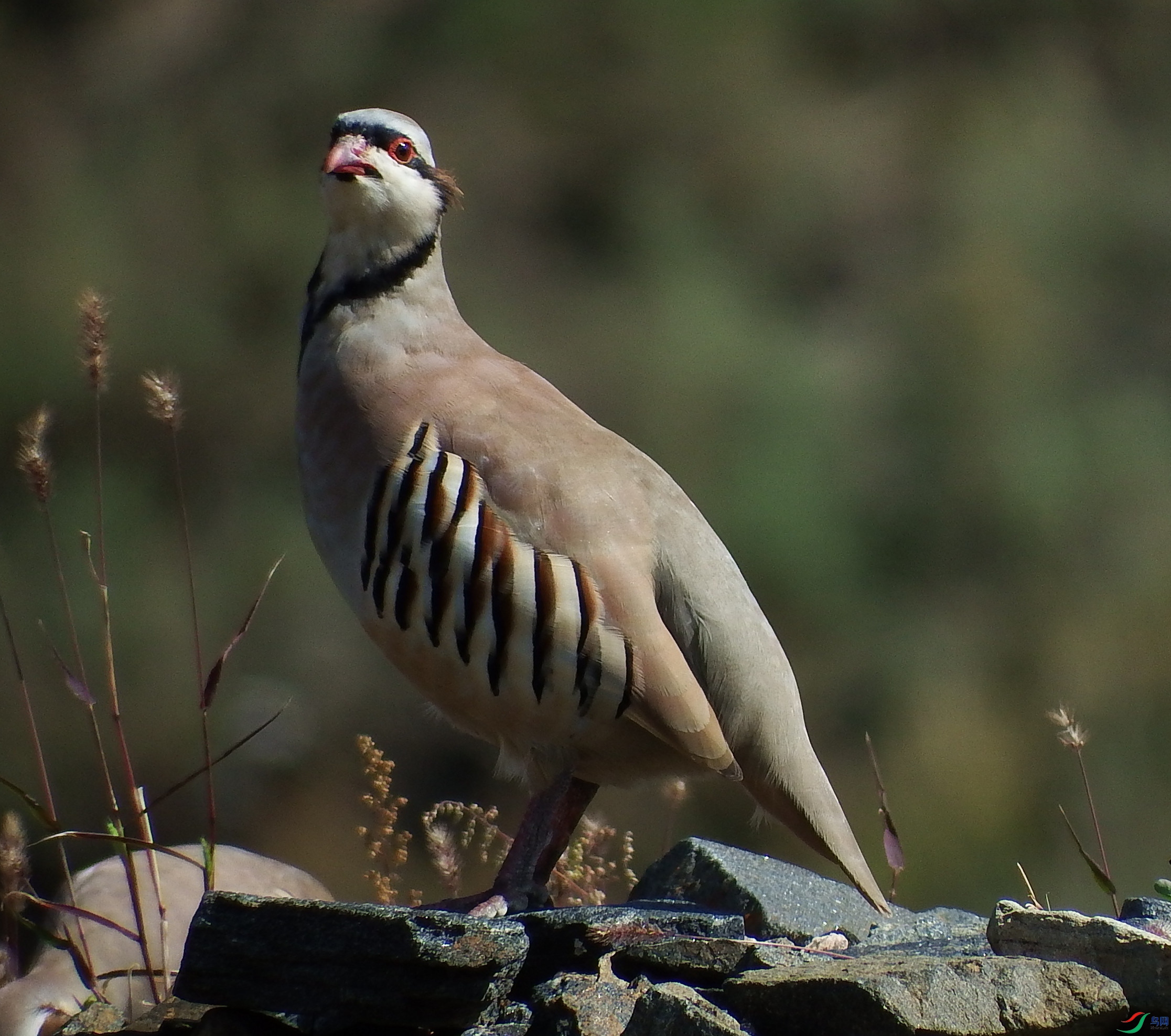 Alectoris chukar_ʯ��_�γ���_2016��10��02��.jpg