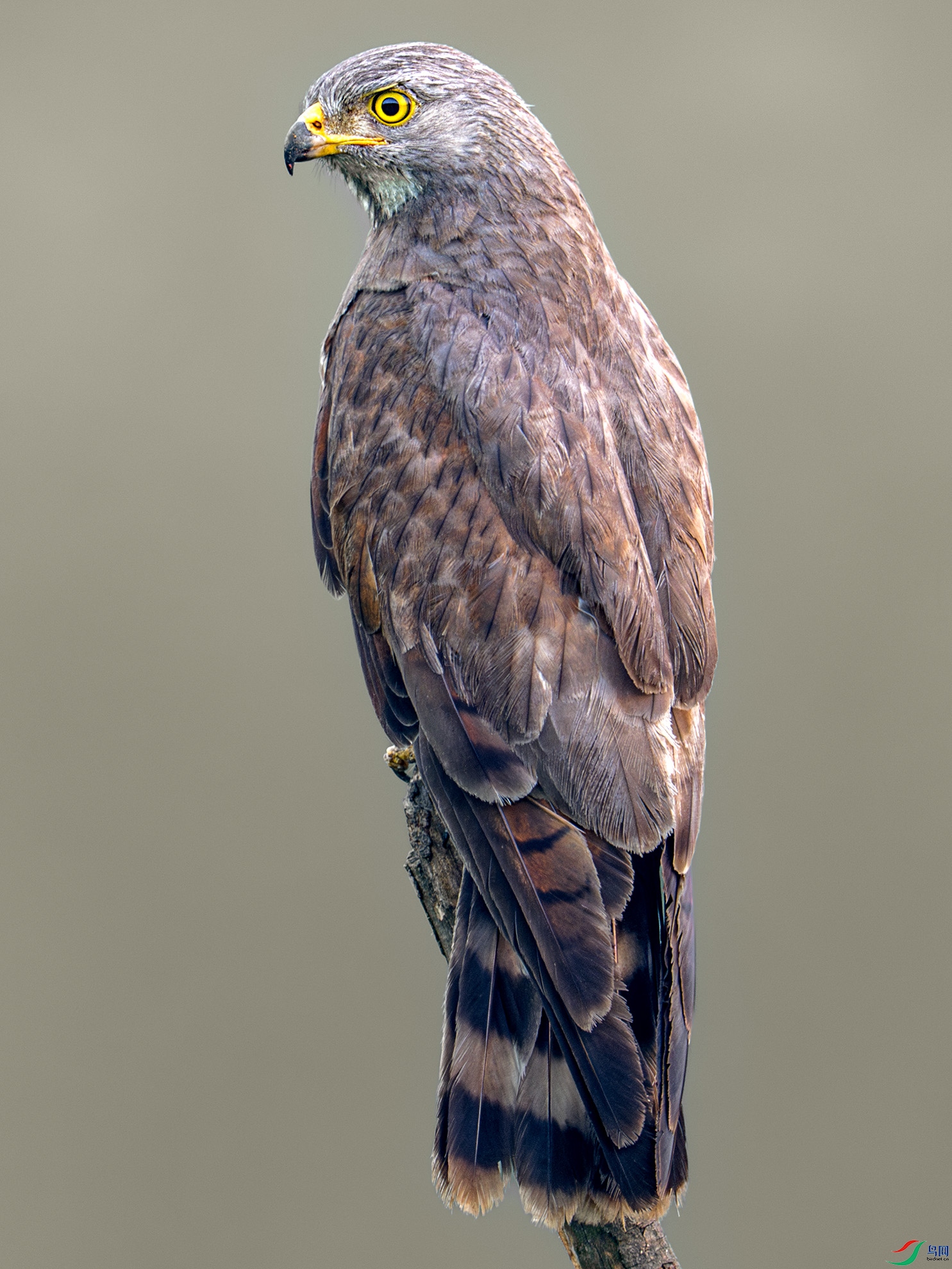 DSC_7551-����ǿ-NR.jpg