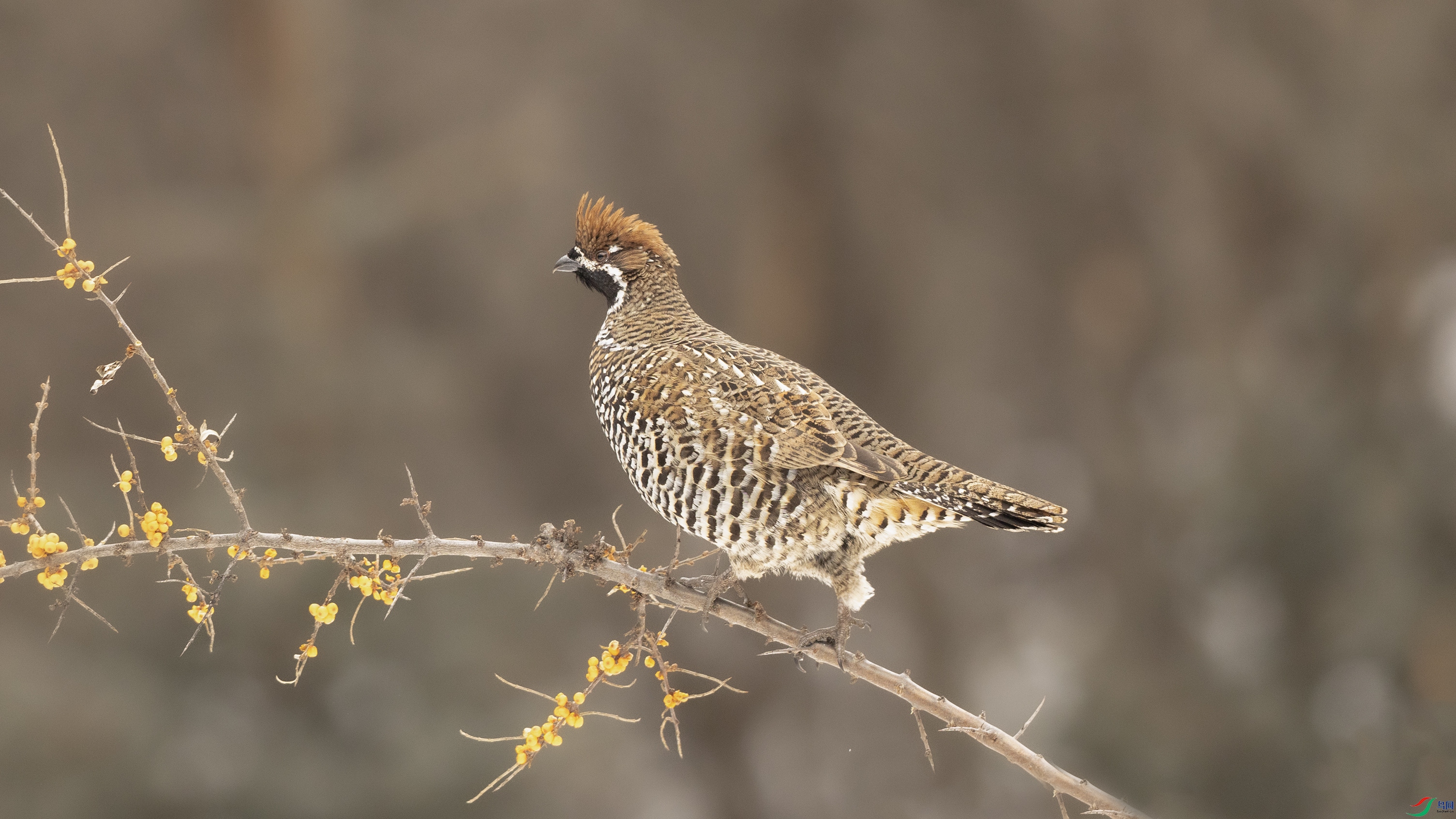 7X5A2649 ����444.jpg