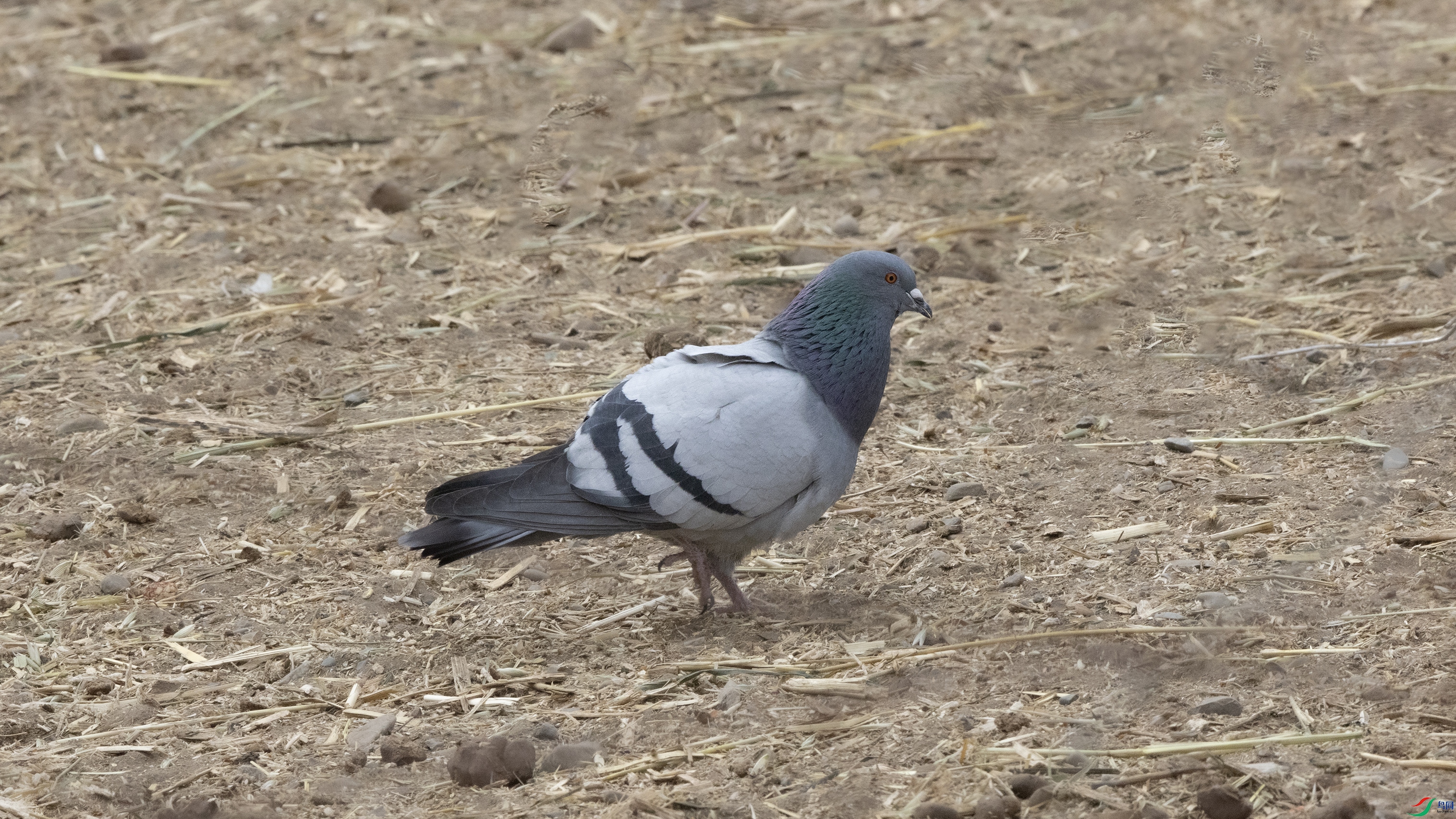 7X5A1358 ����.jpg