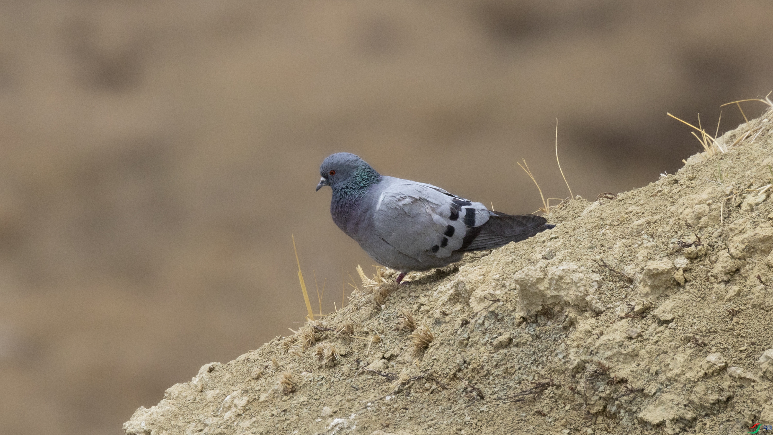 7X5A9511 ����.jpg