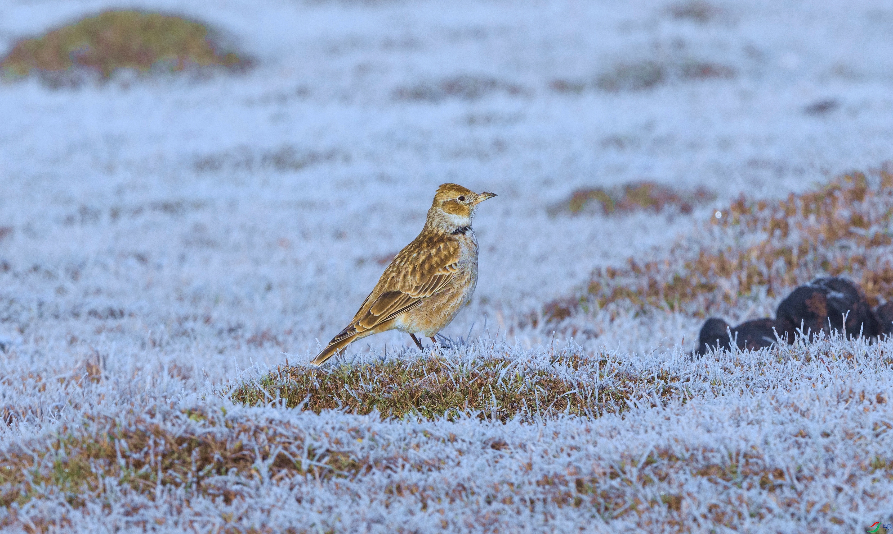 _X5A9975 ���� - ���� - ����.jpg