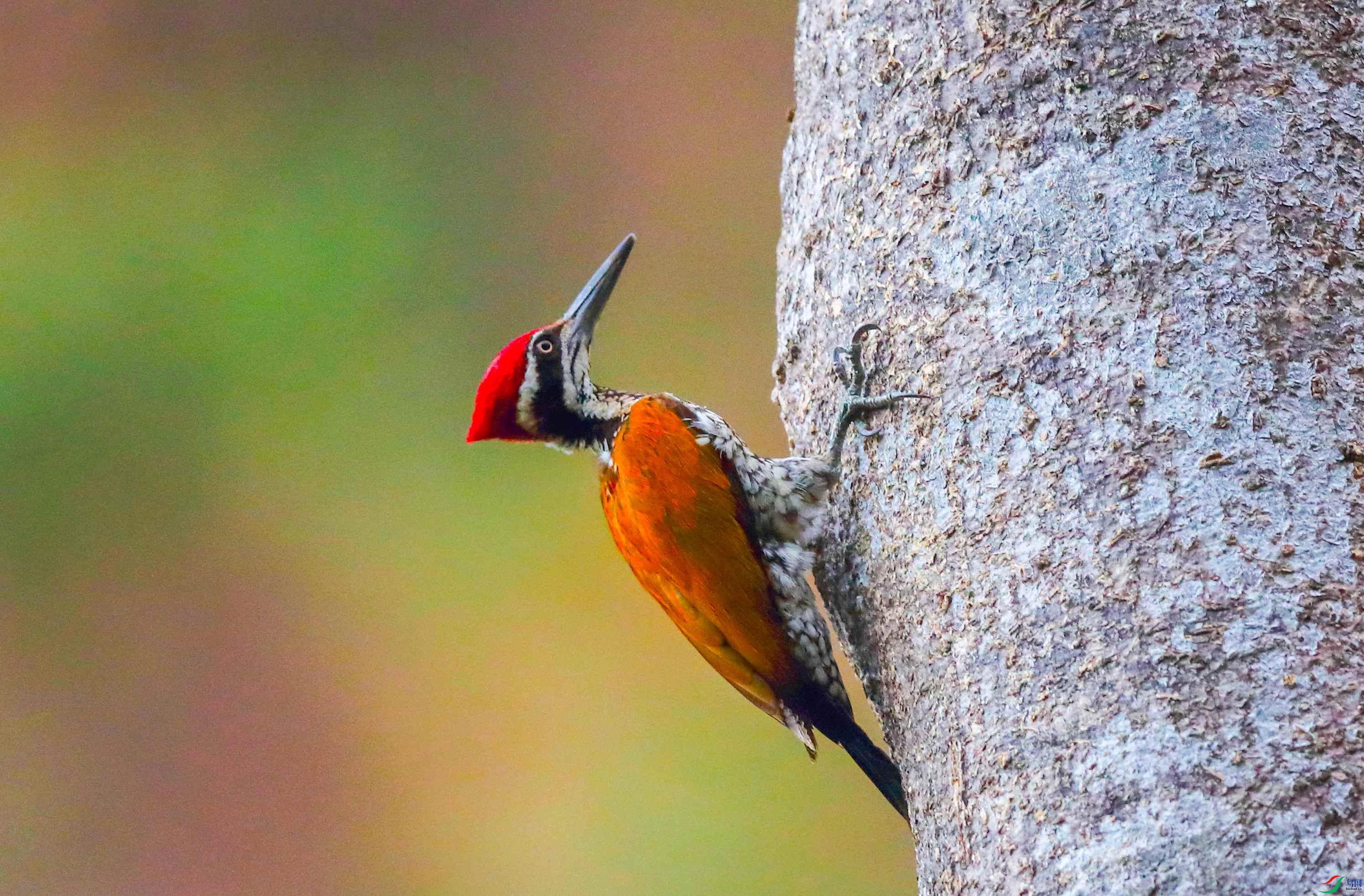 �����ľ�� .JPG