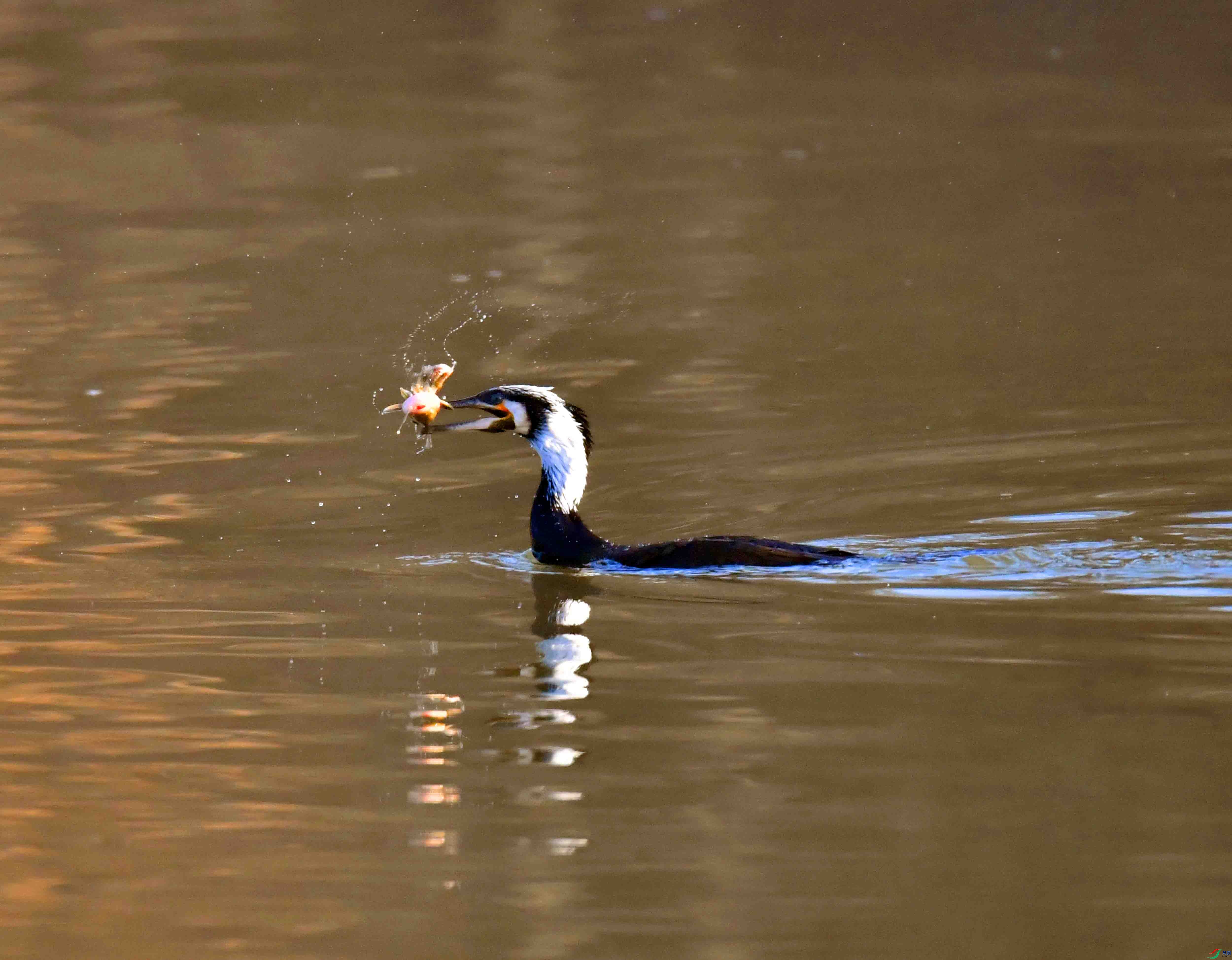 DSC_0037.JPG