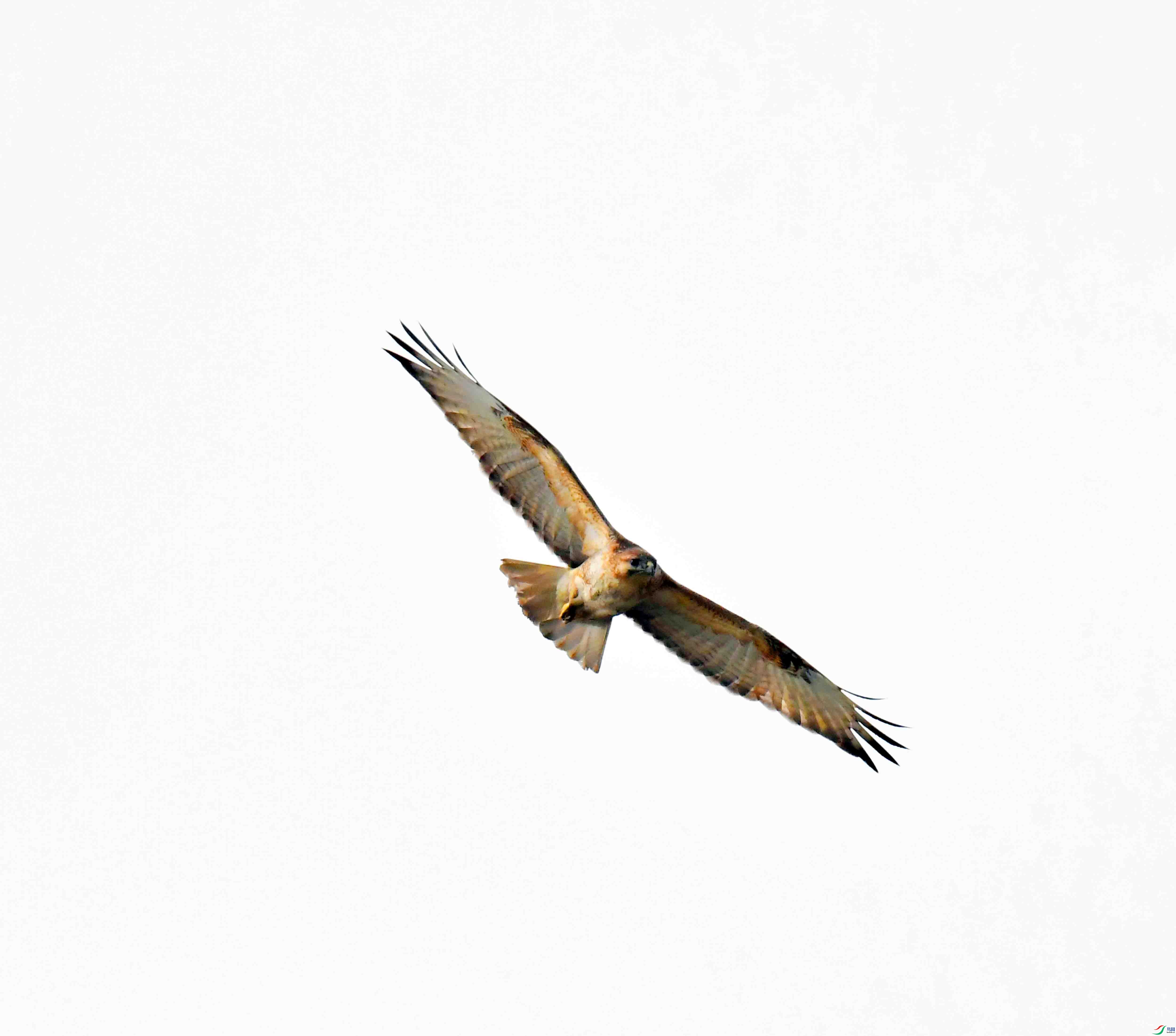 DSC_1347.JPG