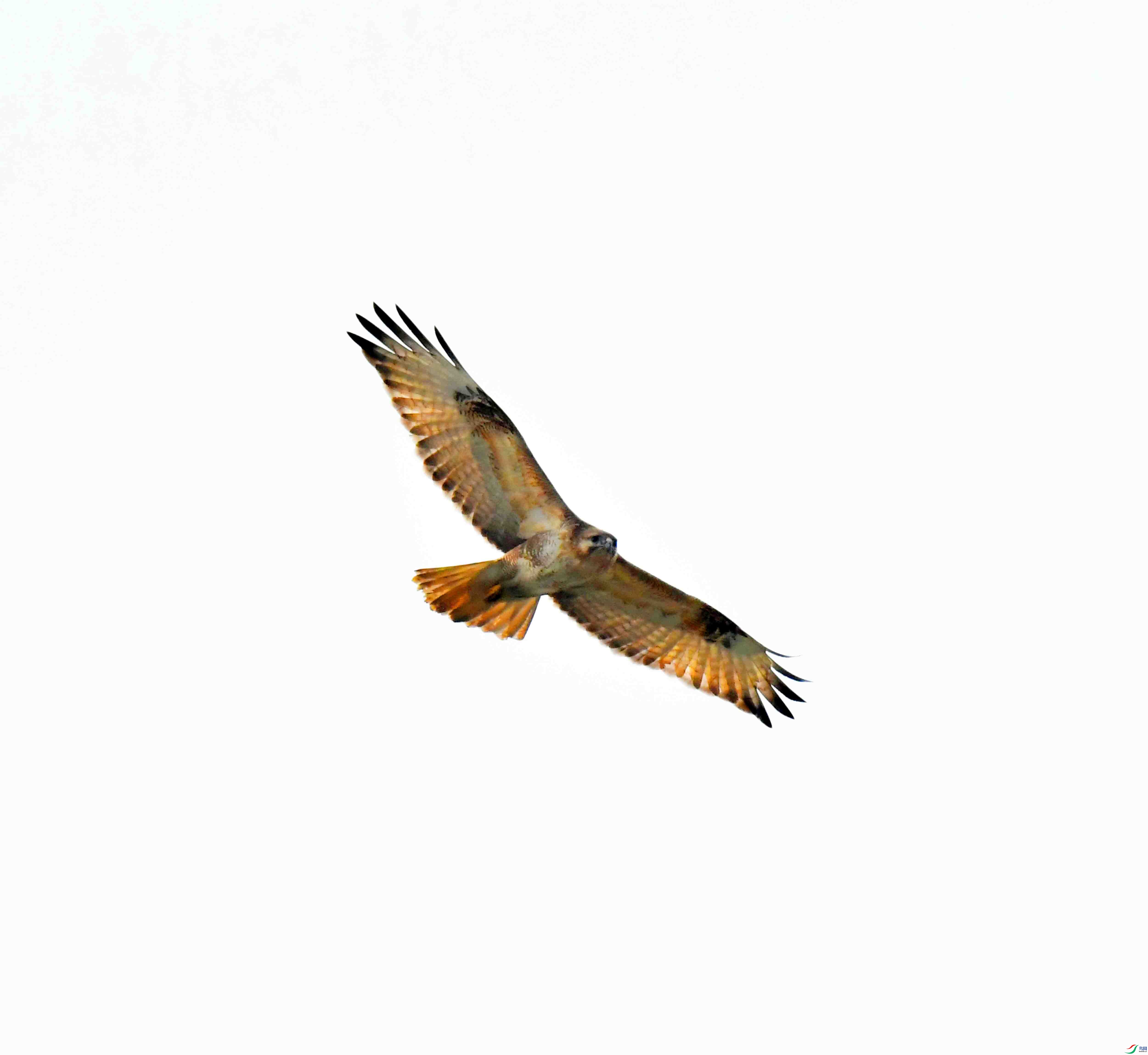 DSC_1393.JPG