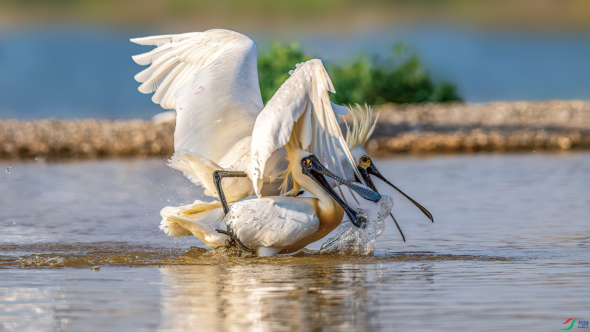 DSC_8381-����ǿ-NR.jpg