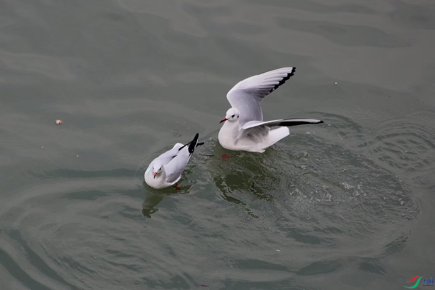 Image_1749186244230.jpg