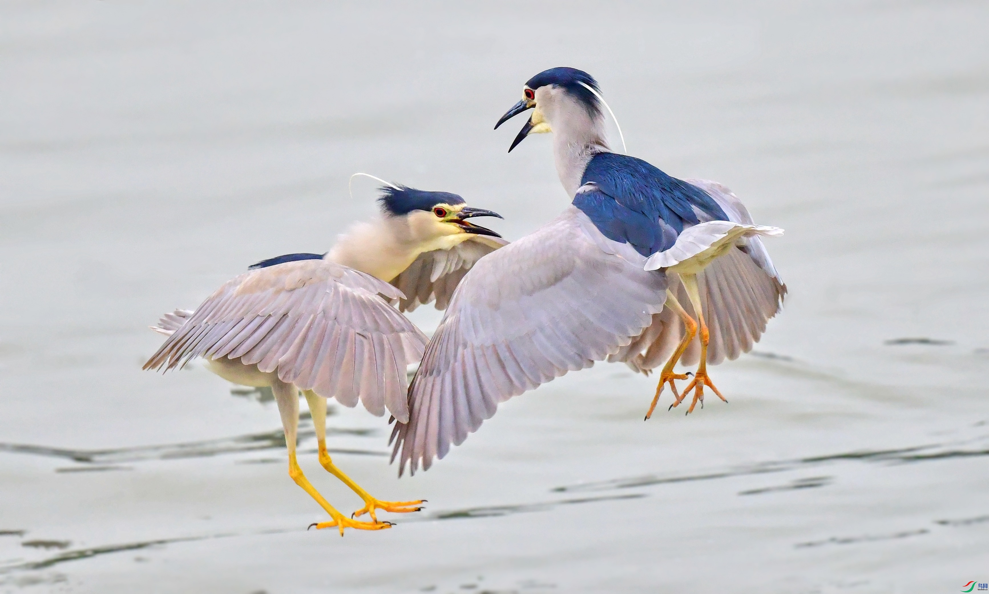 DSC_2322_conew7.jpg