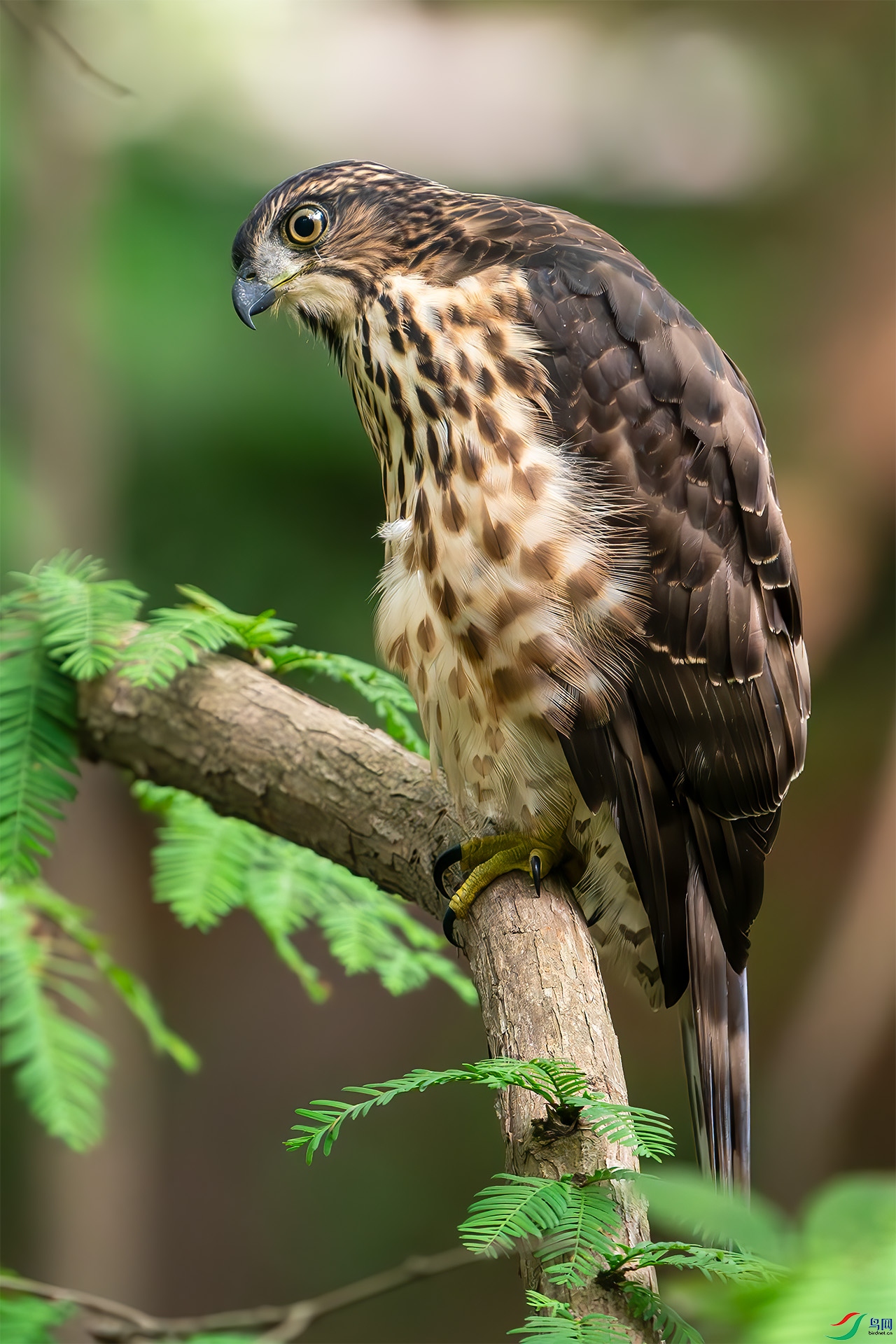 _DSC4352-.jpg