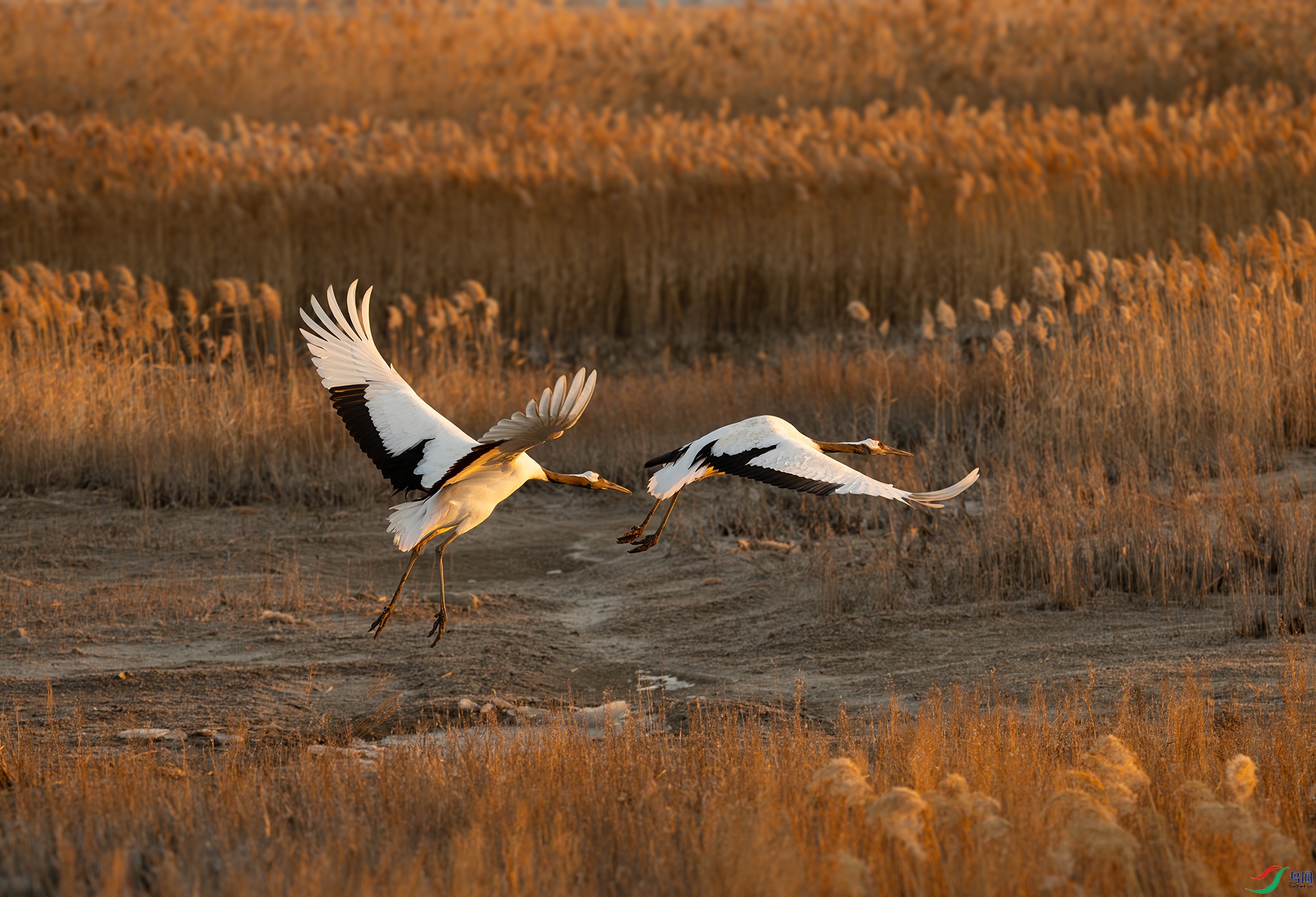 DSC_7931d3.jpg