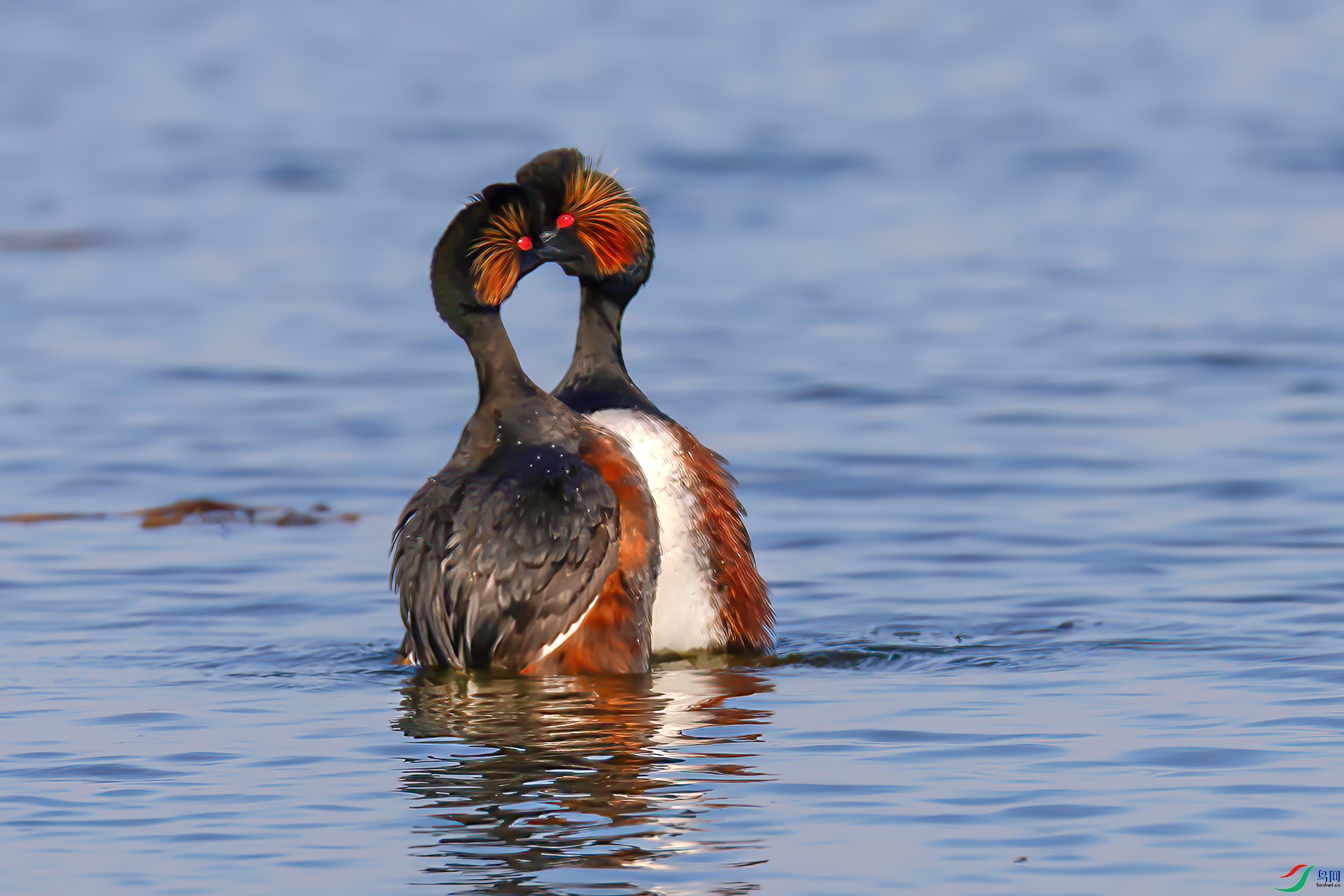 060A7543 ����-Sh----1 .jpg