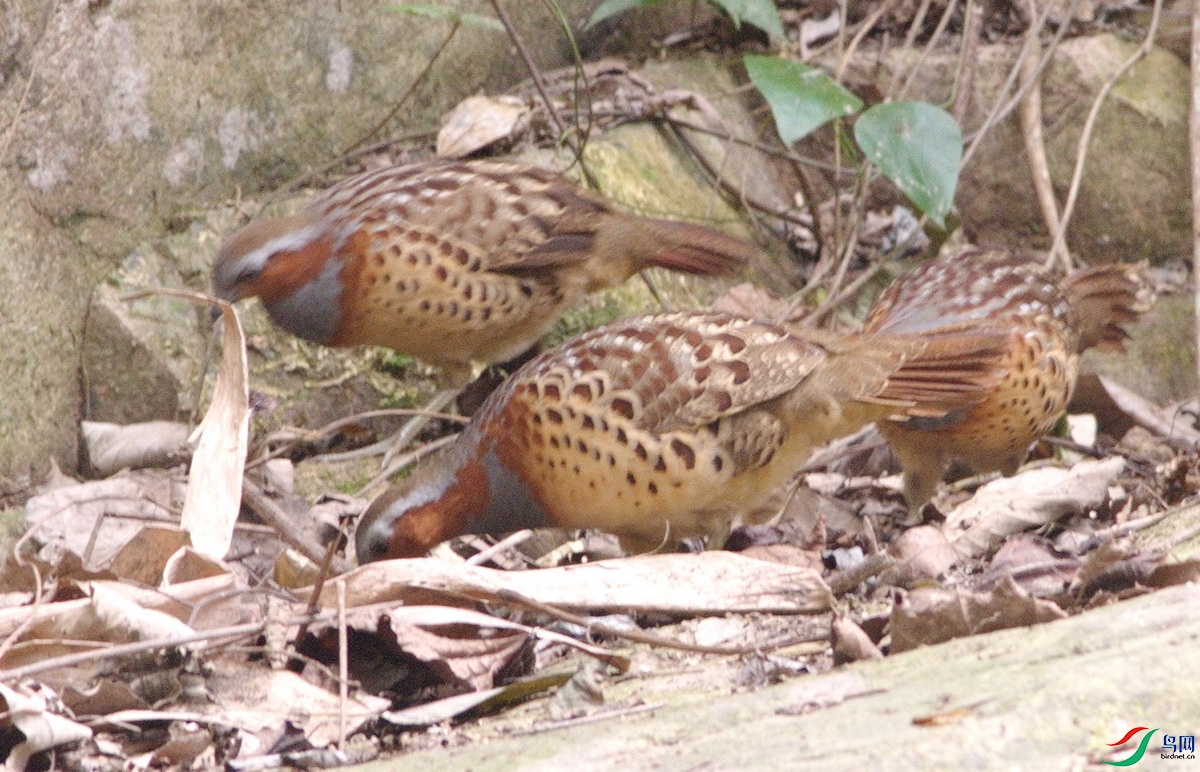 DSC_7483x_������С.jpg
