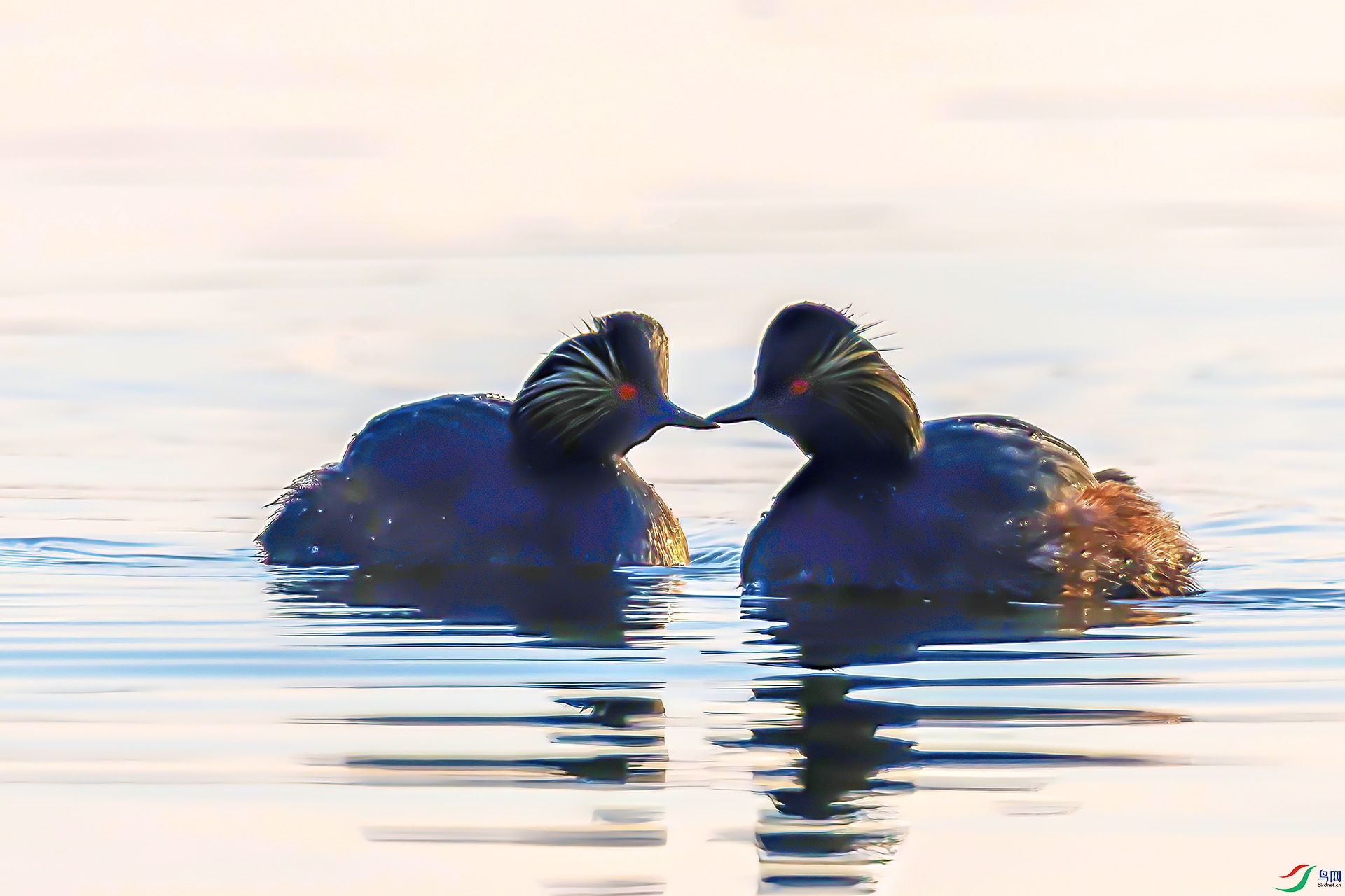 060A1110 ����-Sh---1 .jpg