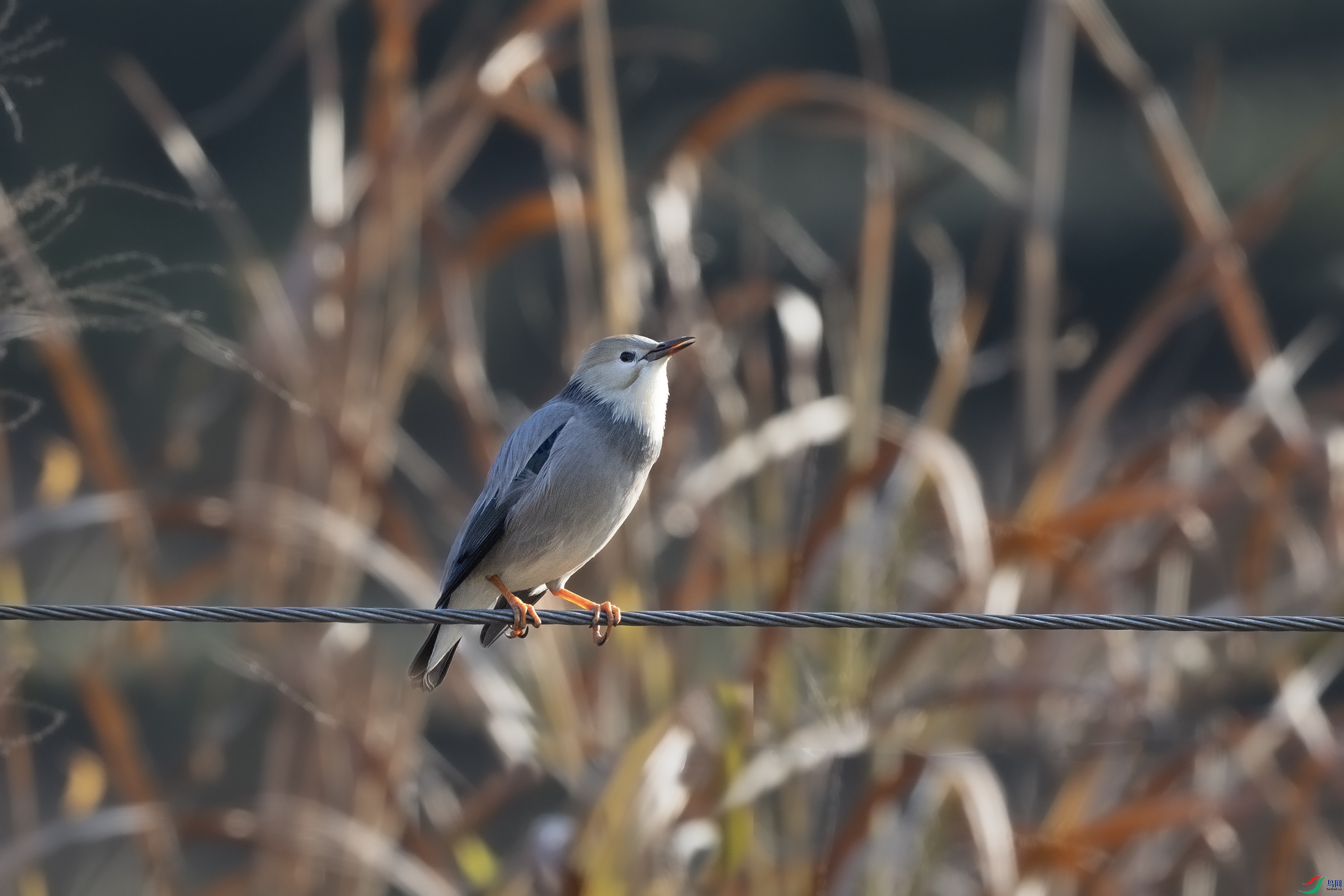 _O7A9017 ��444.jpg