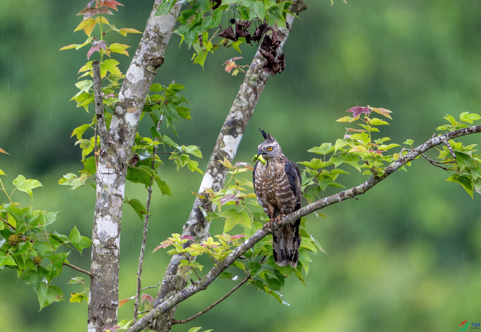 DSC_3462.jpg
