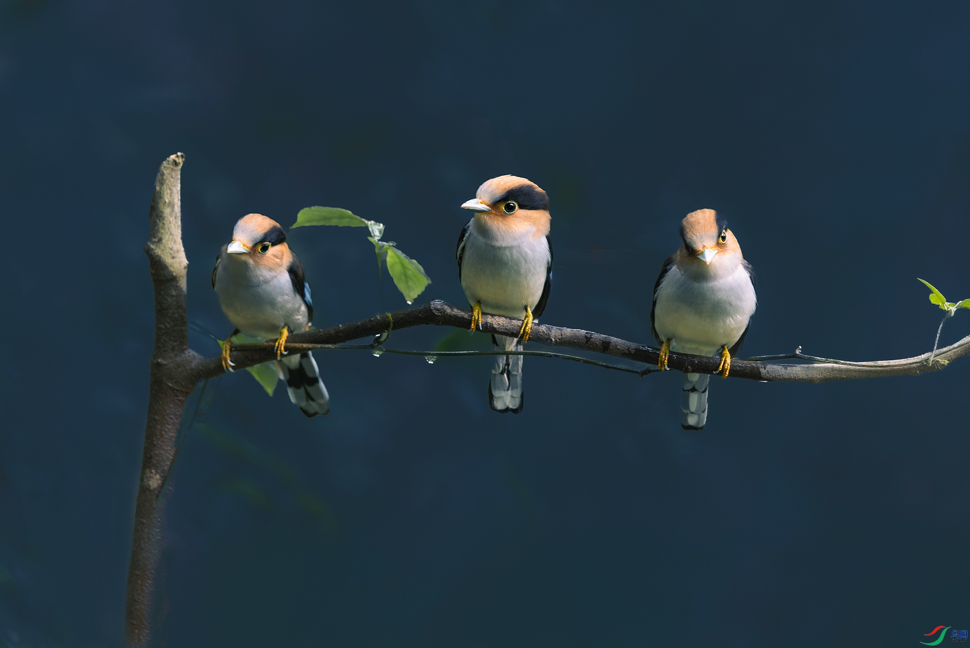 ����˿����----��֦�������ѻ�