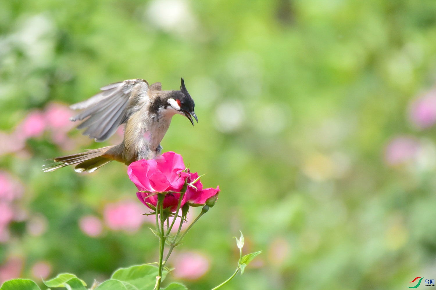 DSC_2054.JPG