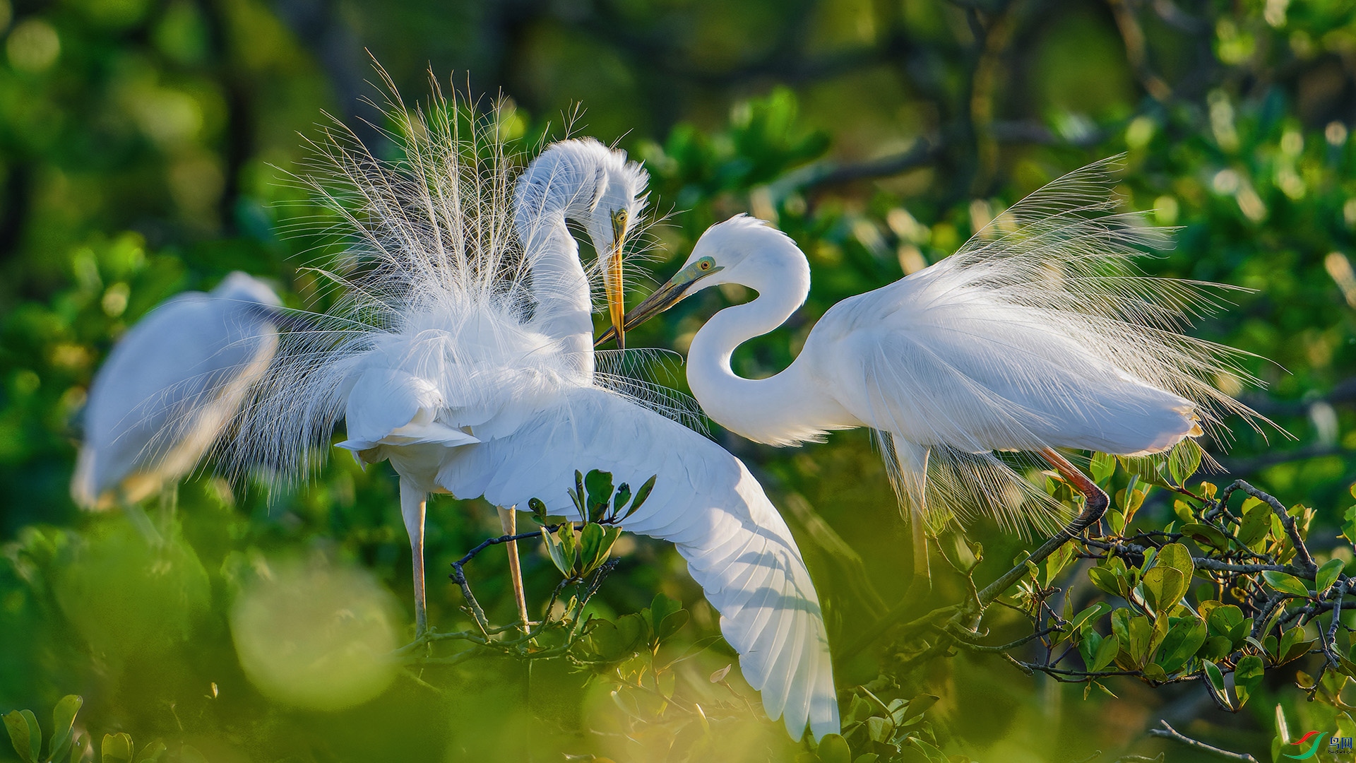 ���صİ���