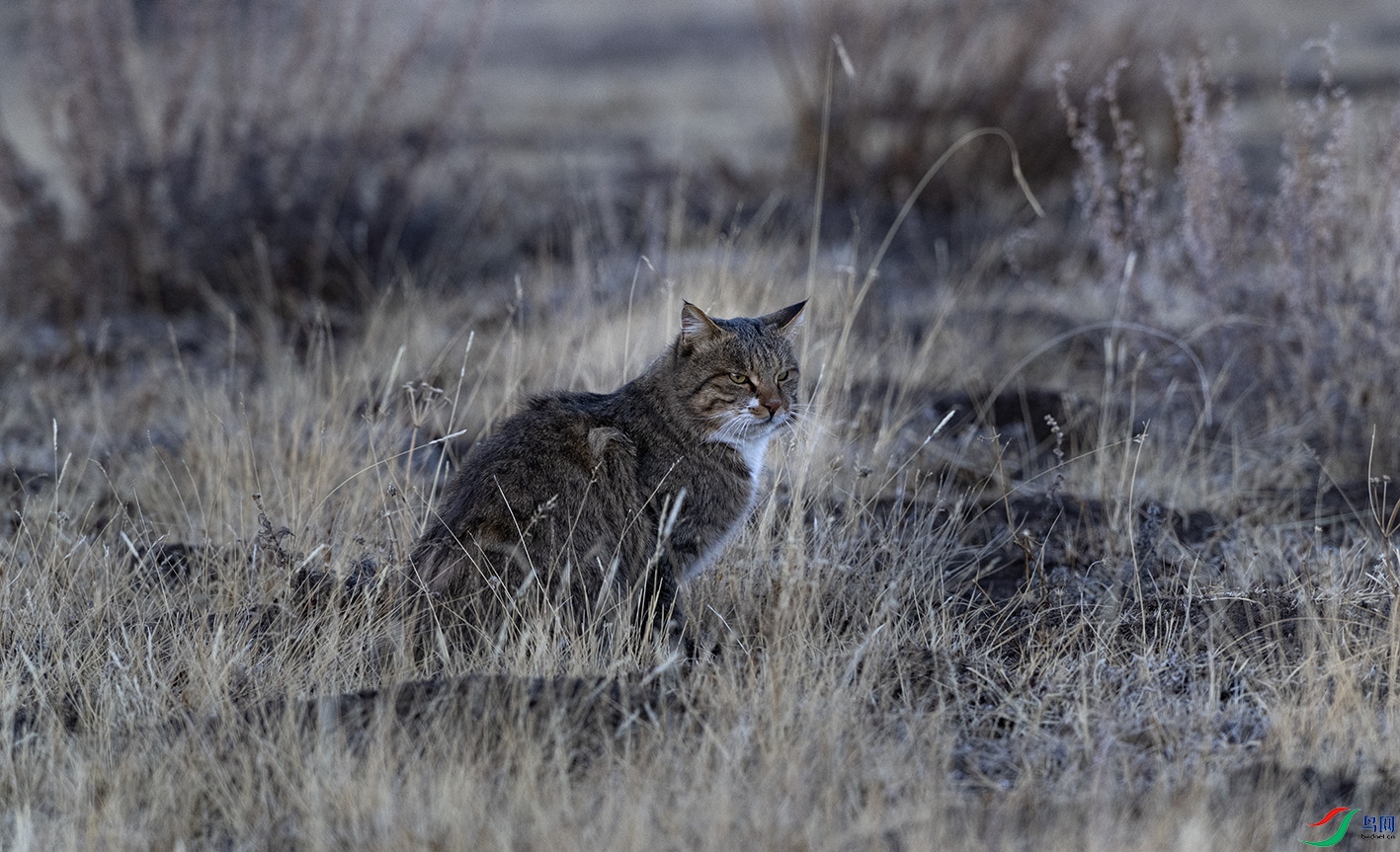 DSC_3464 ����.jpg