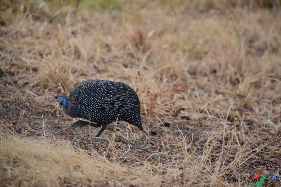 DSC_2202_01.JPG