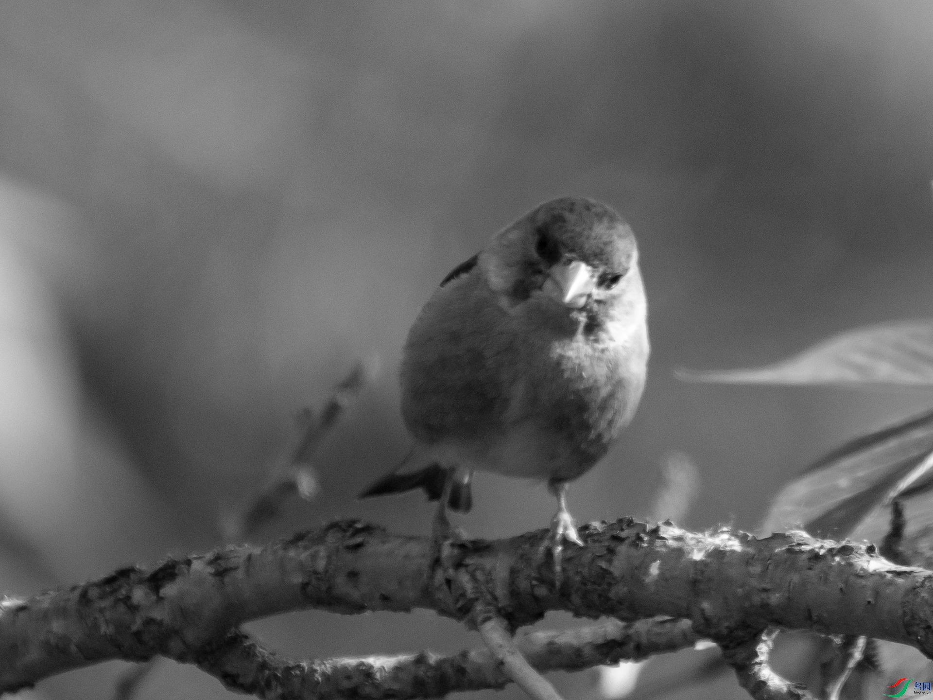 P5151736.jpg