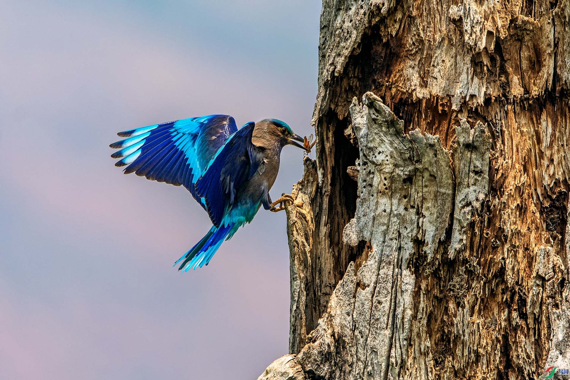 _AUU4164���ط�ɮ(24.5.13).jpg