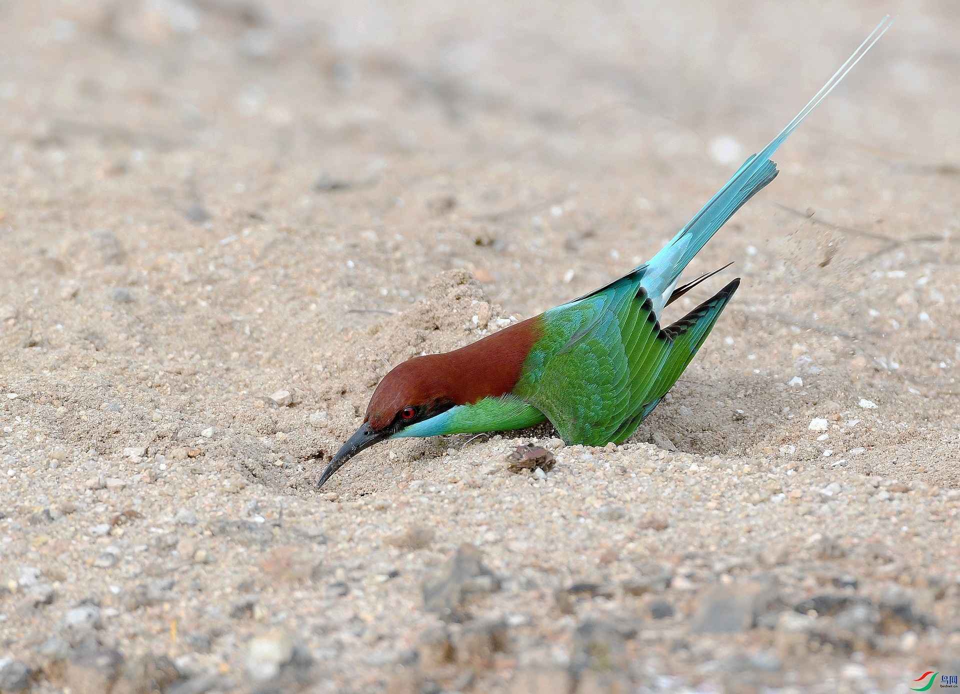 DSC_1311.jpg