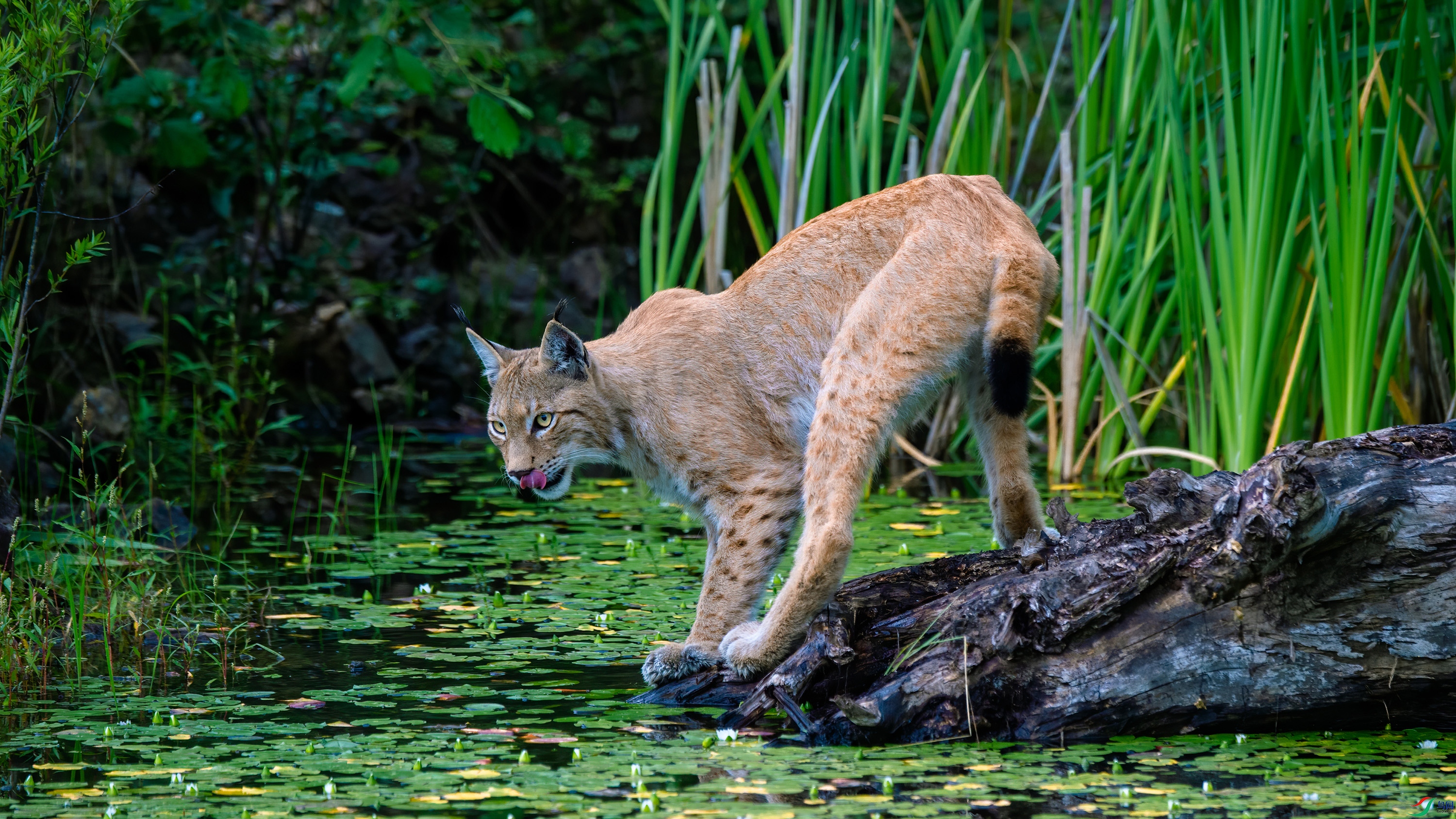 ������� ����.jpg