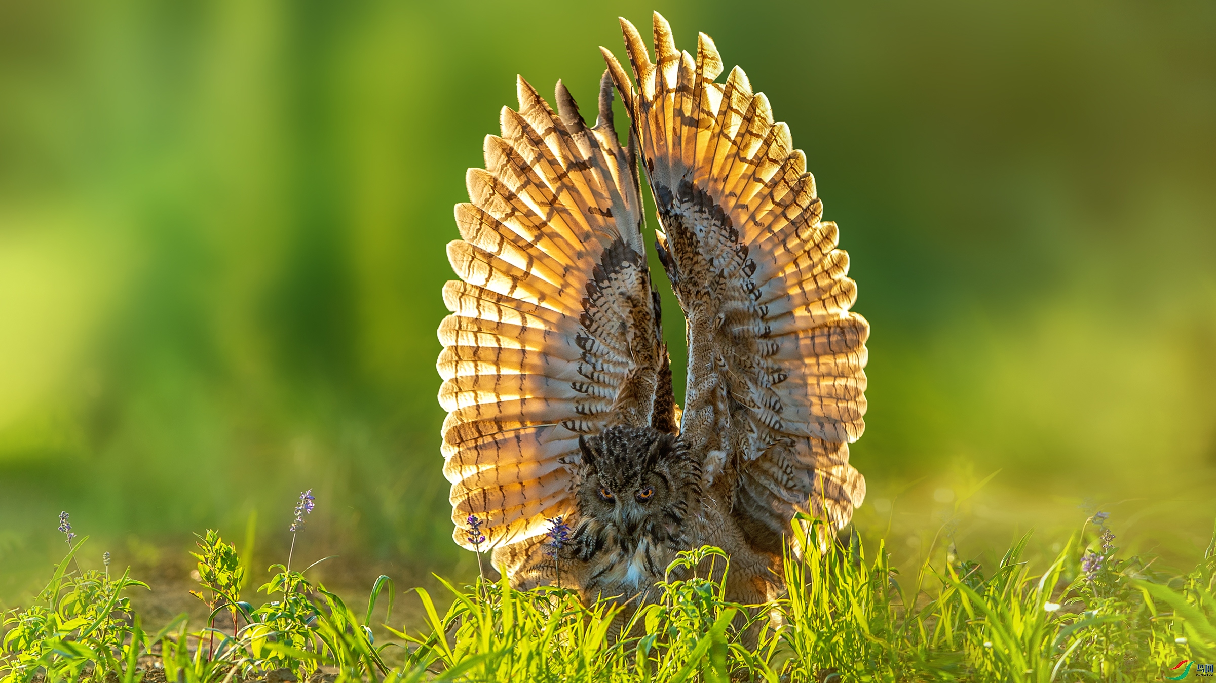 _DSC0172  ��ɫ����.jpg