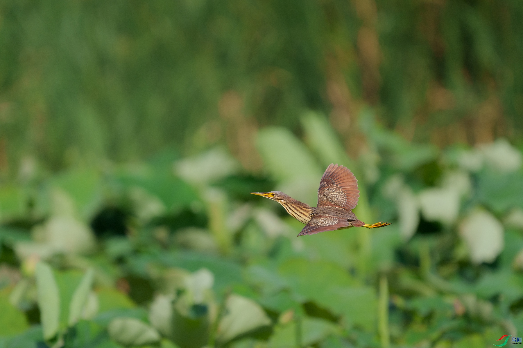 _ZCF6534-����.jpg