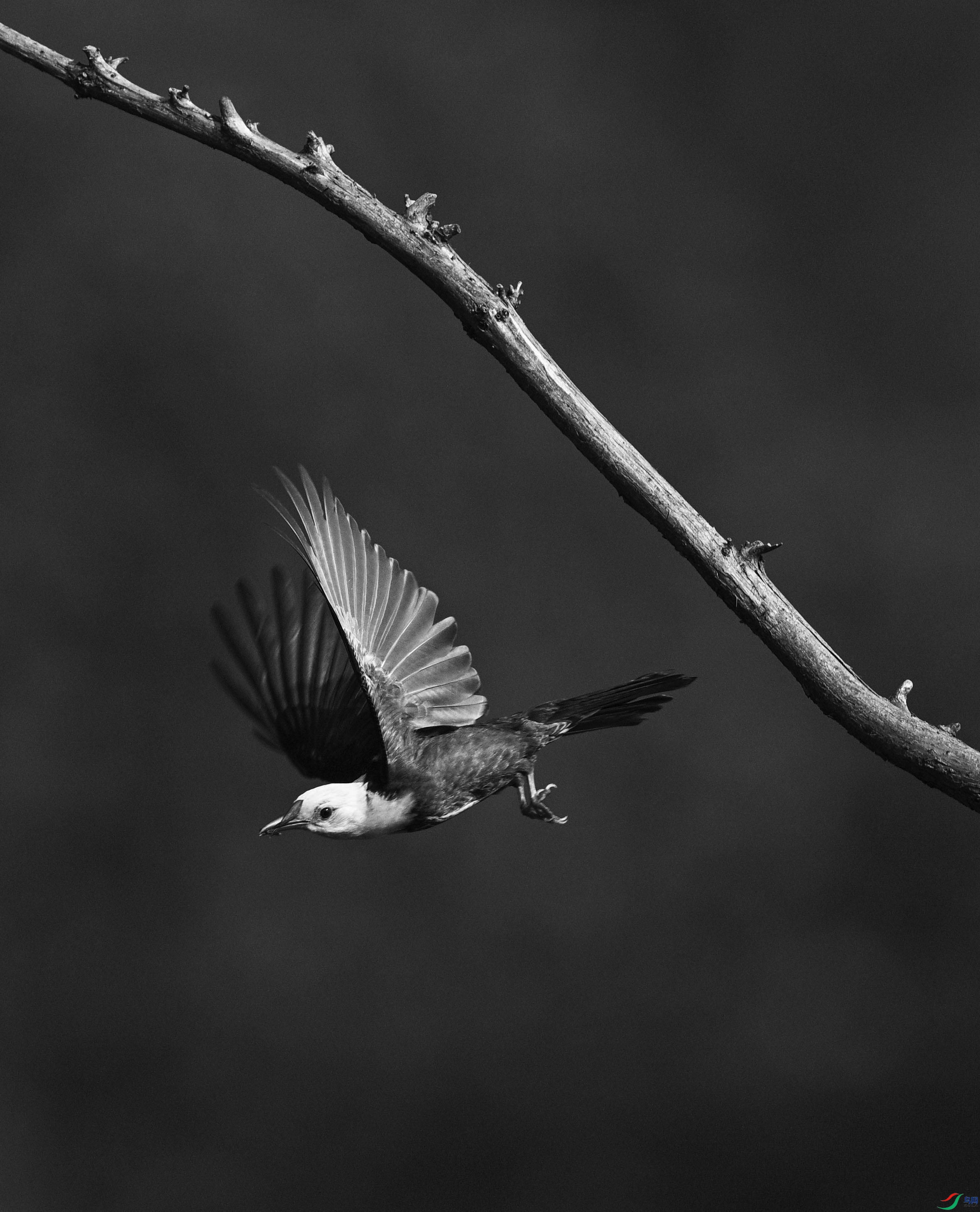 DSC_0514.jpg
