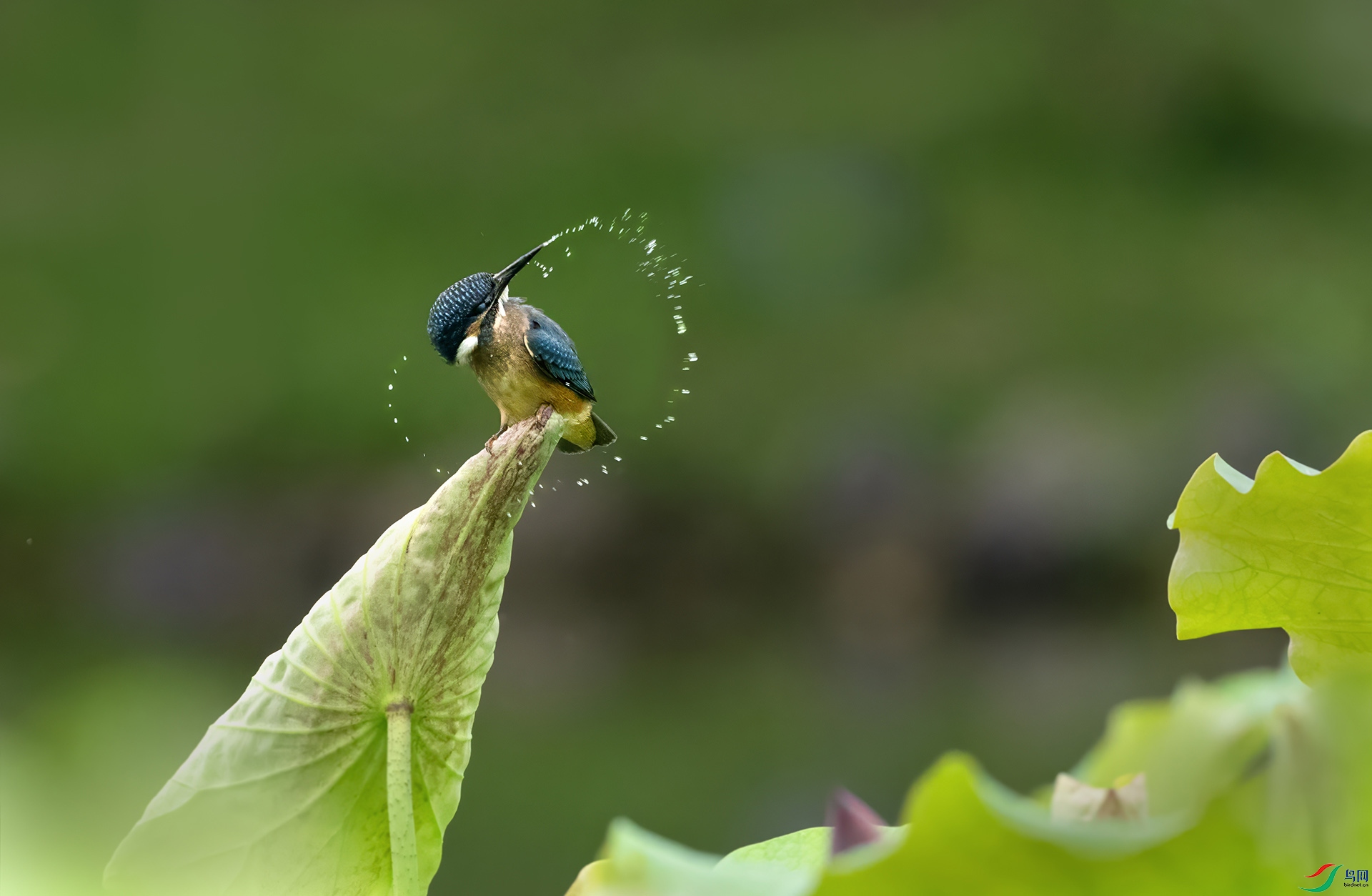 DSC_0441 -3.jpg