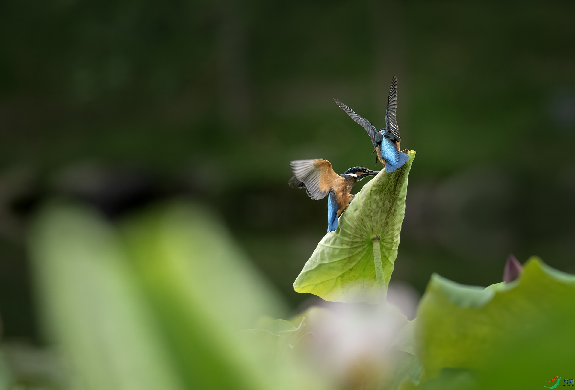 DSC_1196 -4.jpg