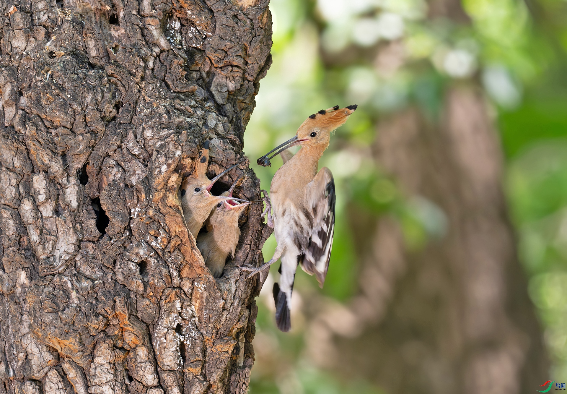 DSC_2432d3.jpg