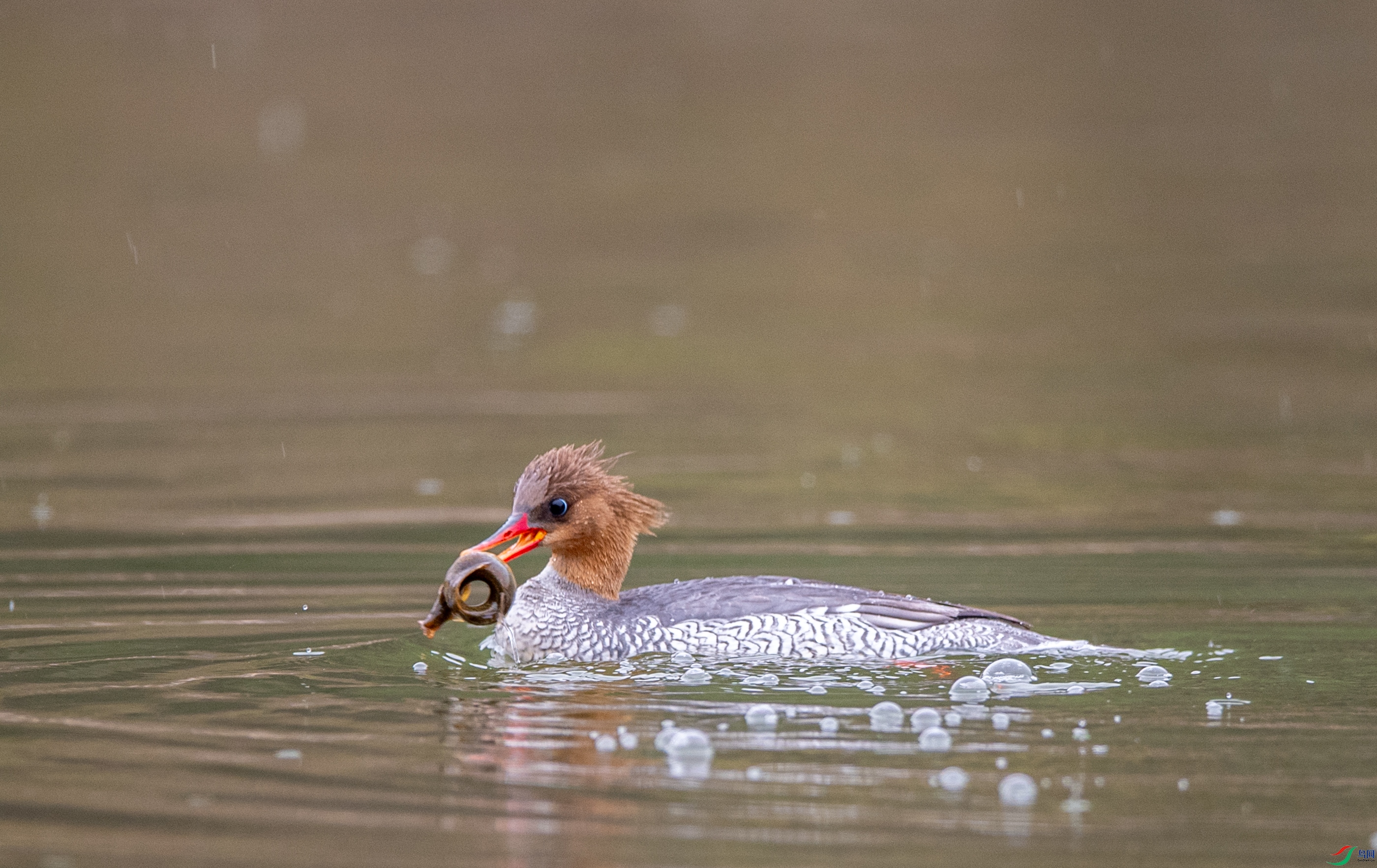 DSC_2501�л���ɳѼ.JPG.JPG