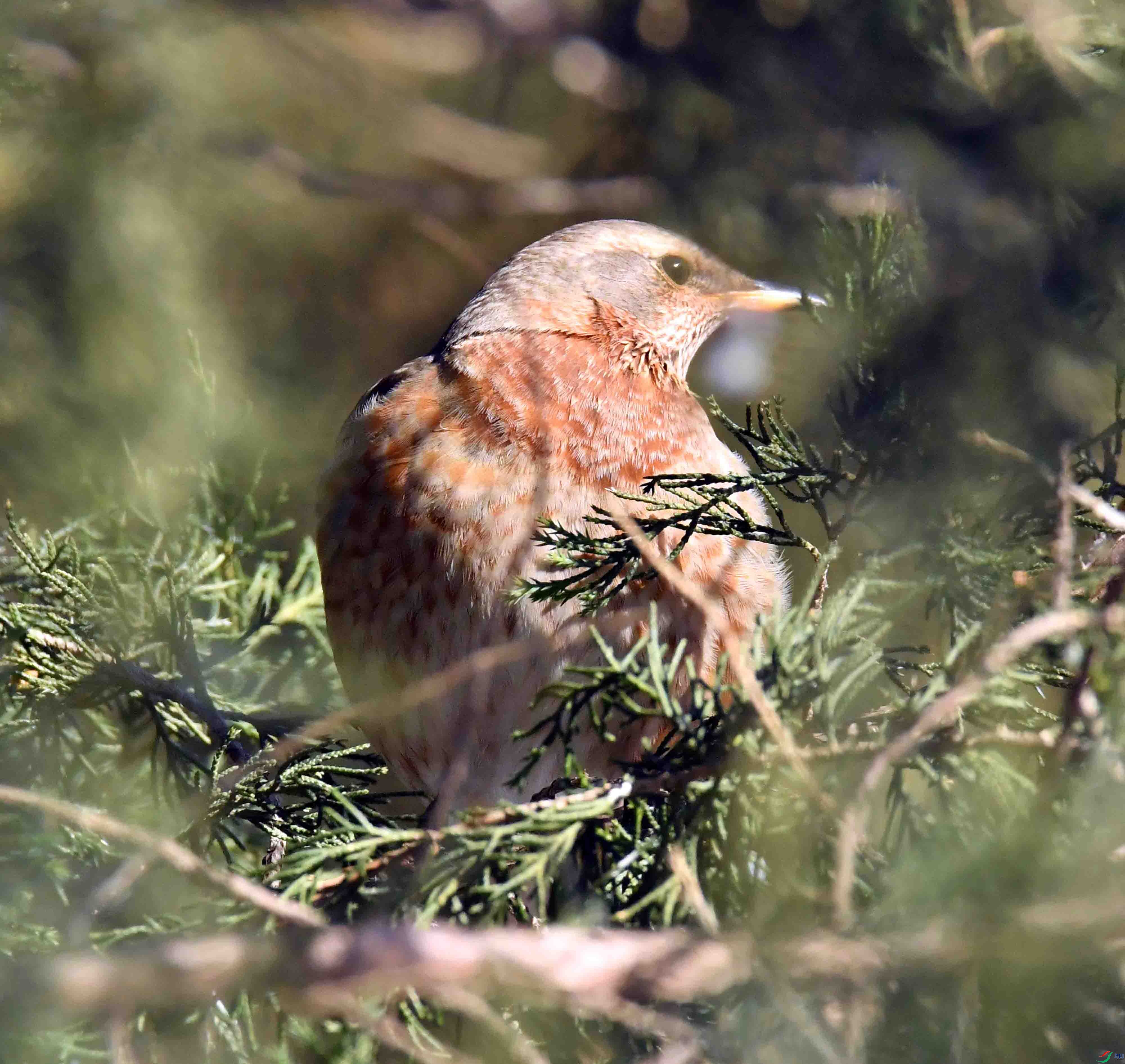 DSC_2786.JPG