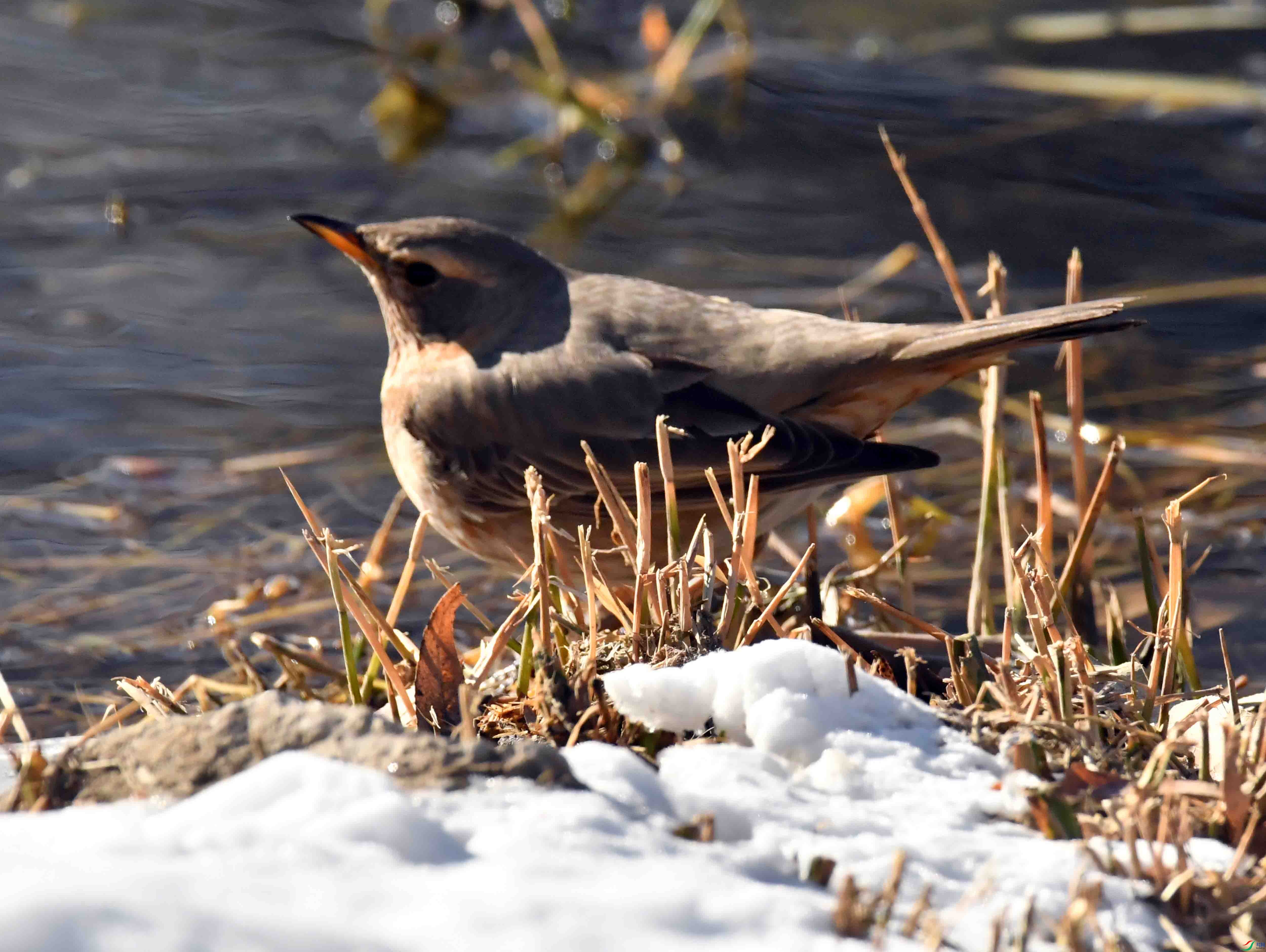 DSC_2853.JPG