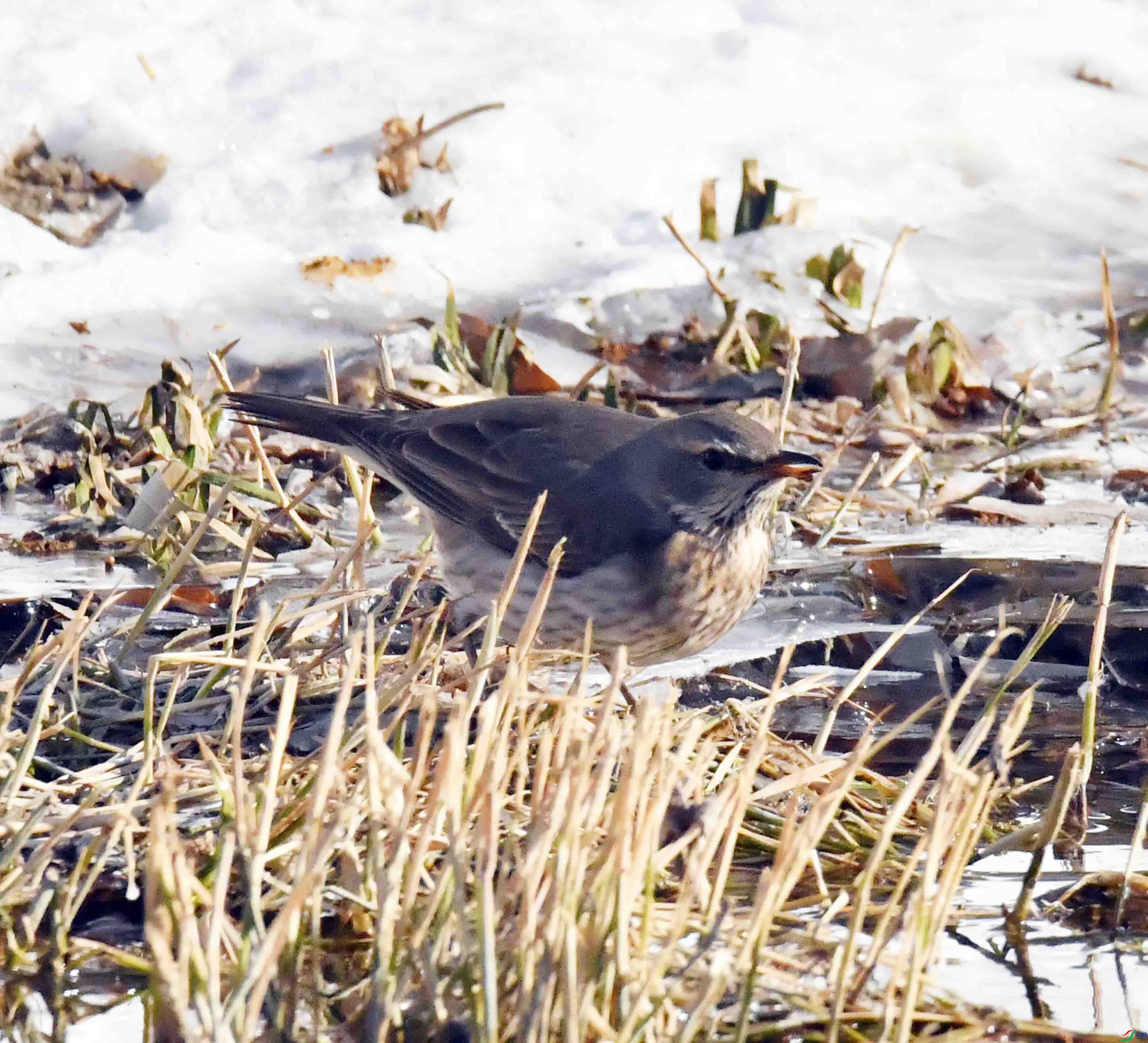 DSC_2937.JPG