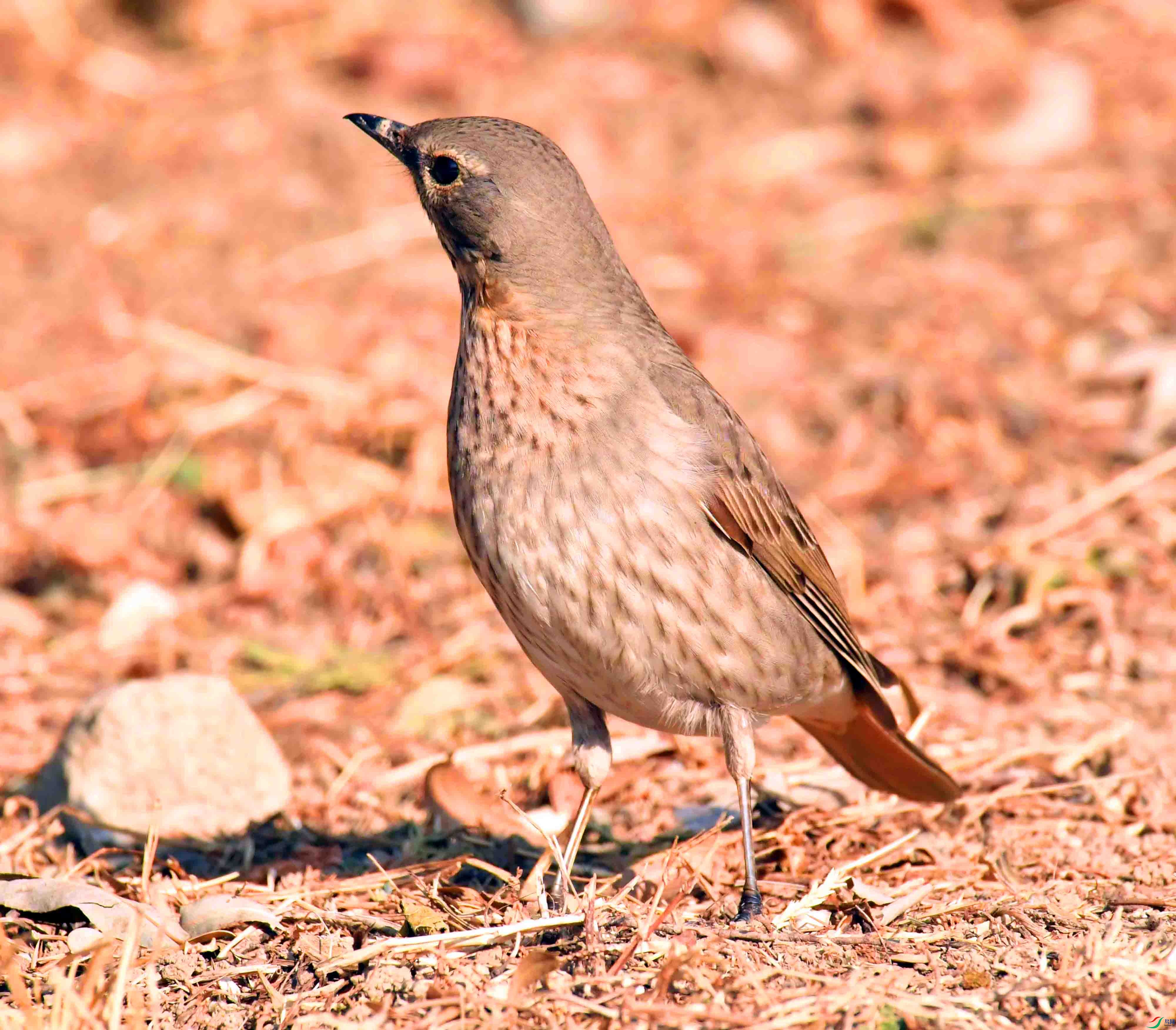 DSC_4575.JPG