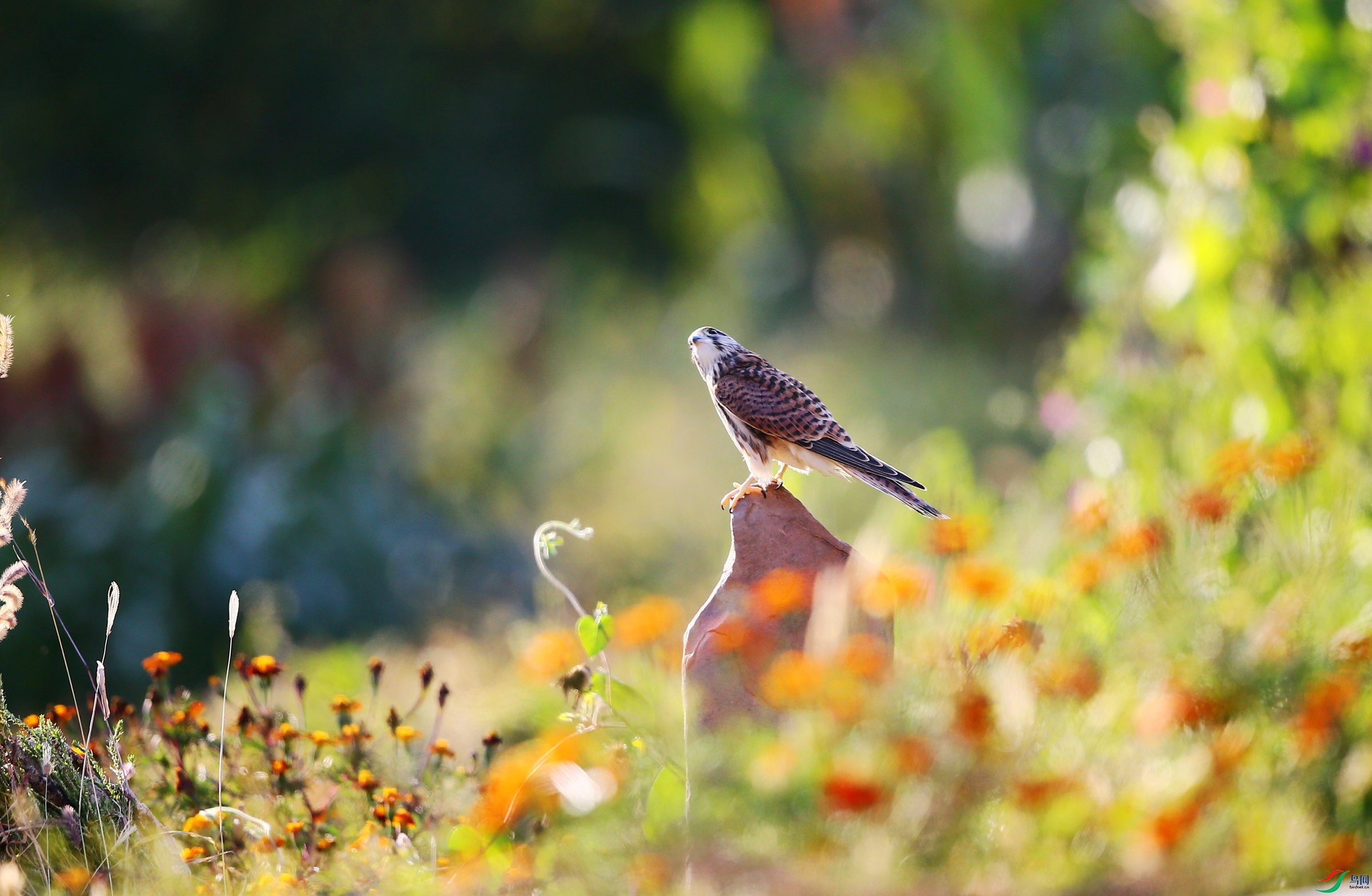 ����  (71).JPG