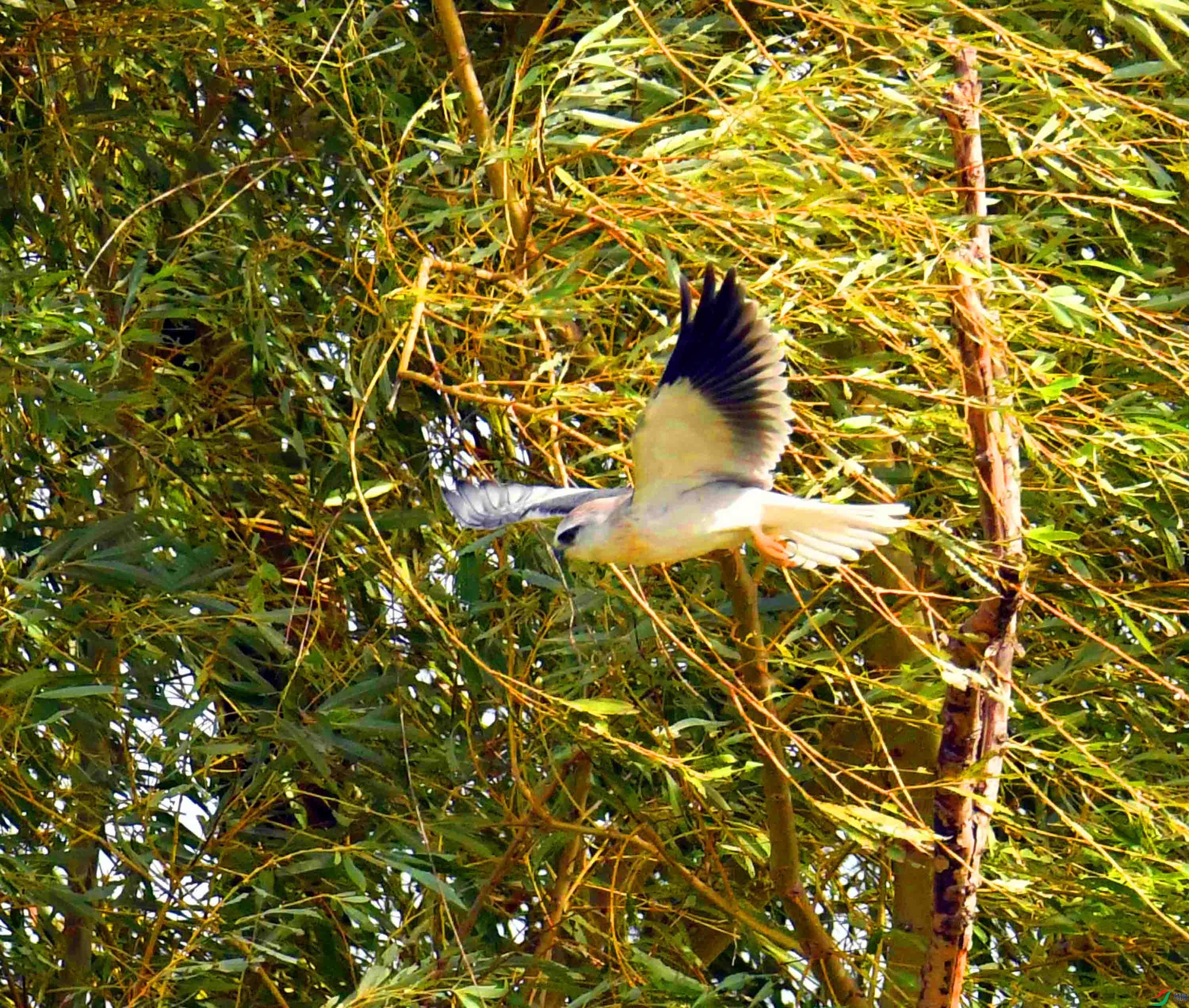 DSC_0906.JPG