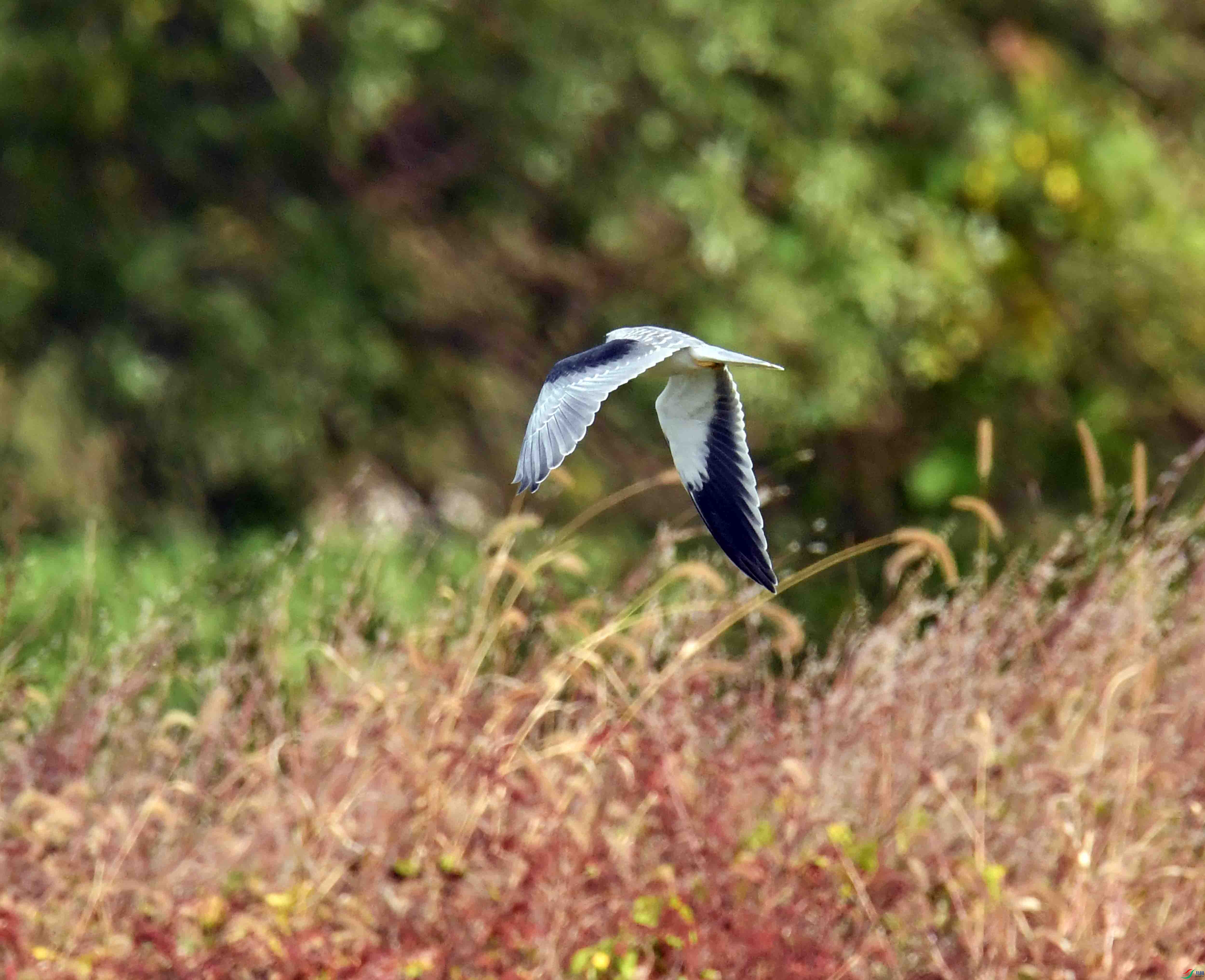 DSC_0932.JPG
