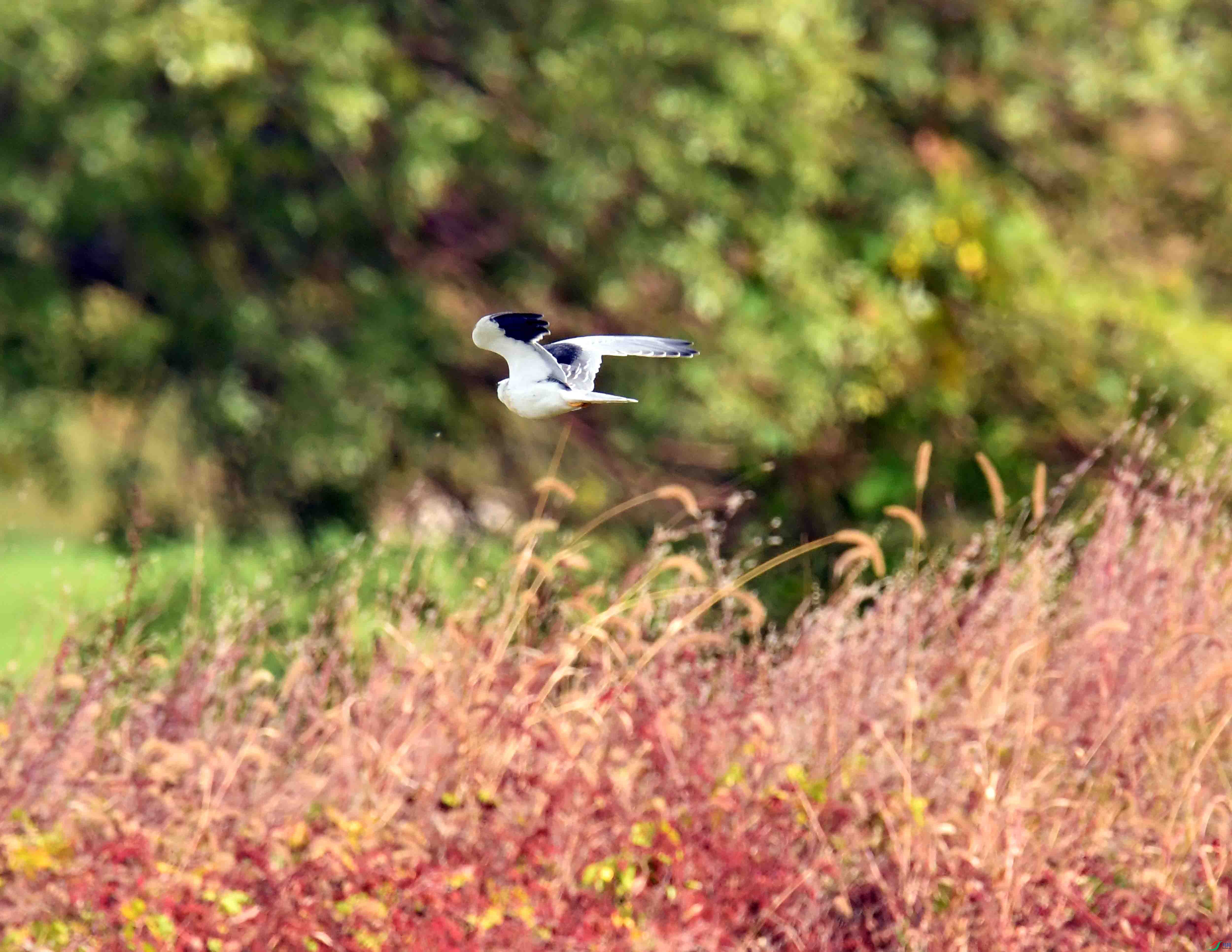 DSC_0933.JPG