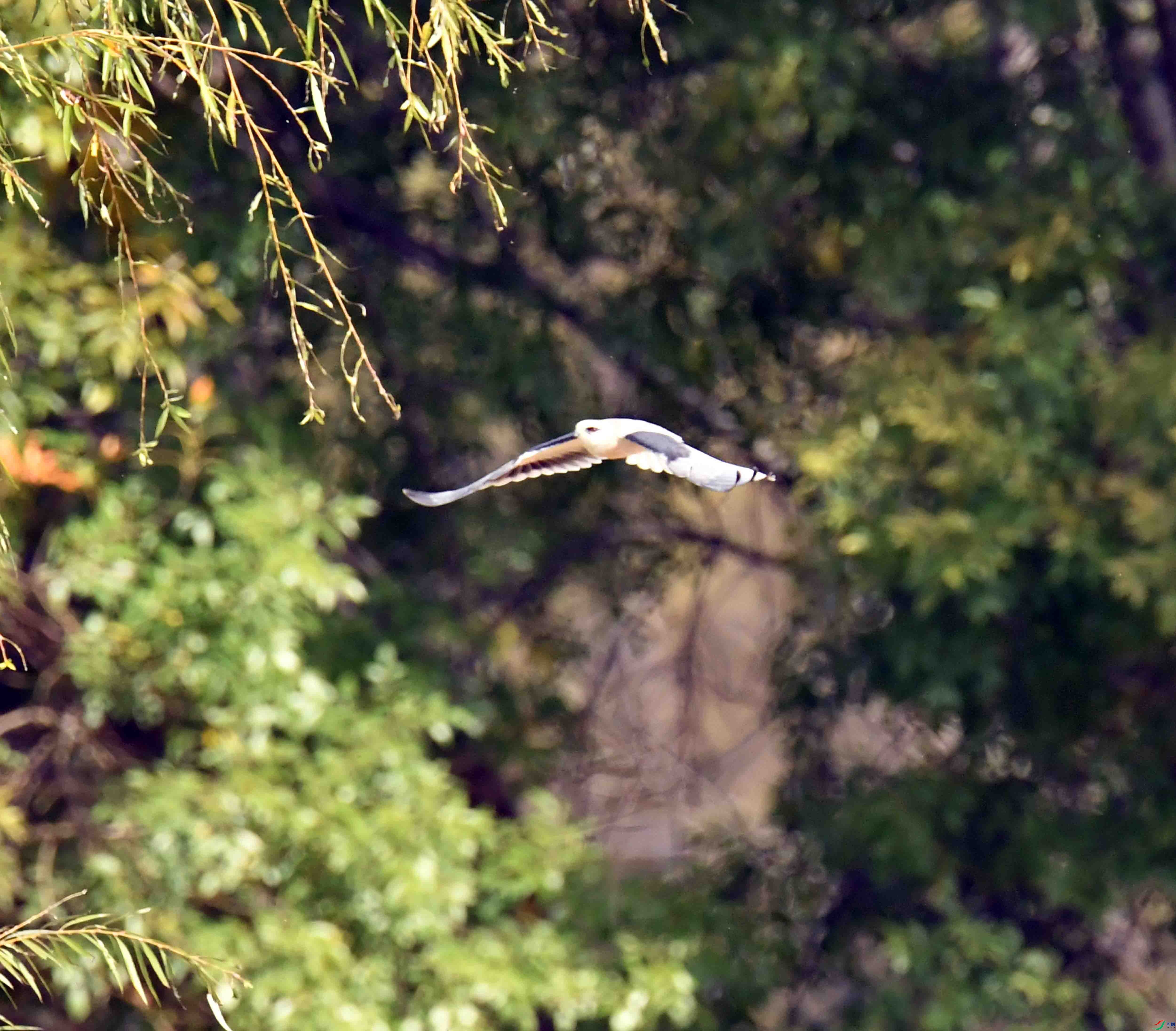DSC_0959.JPG