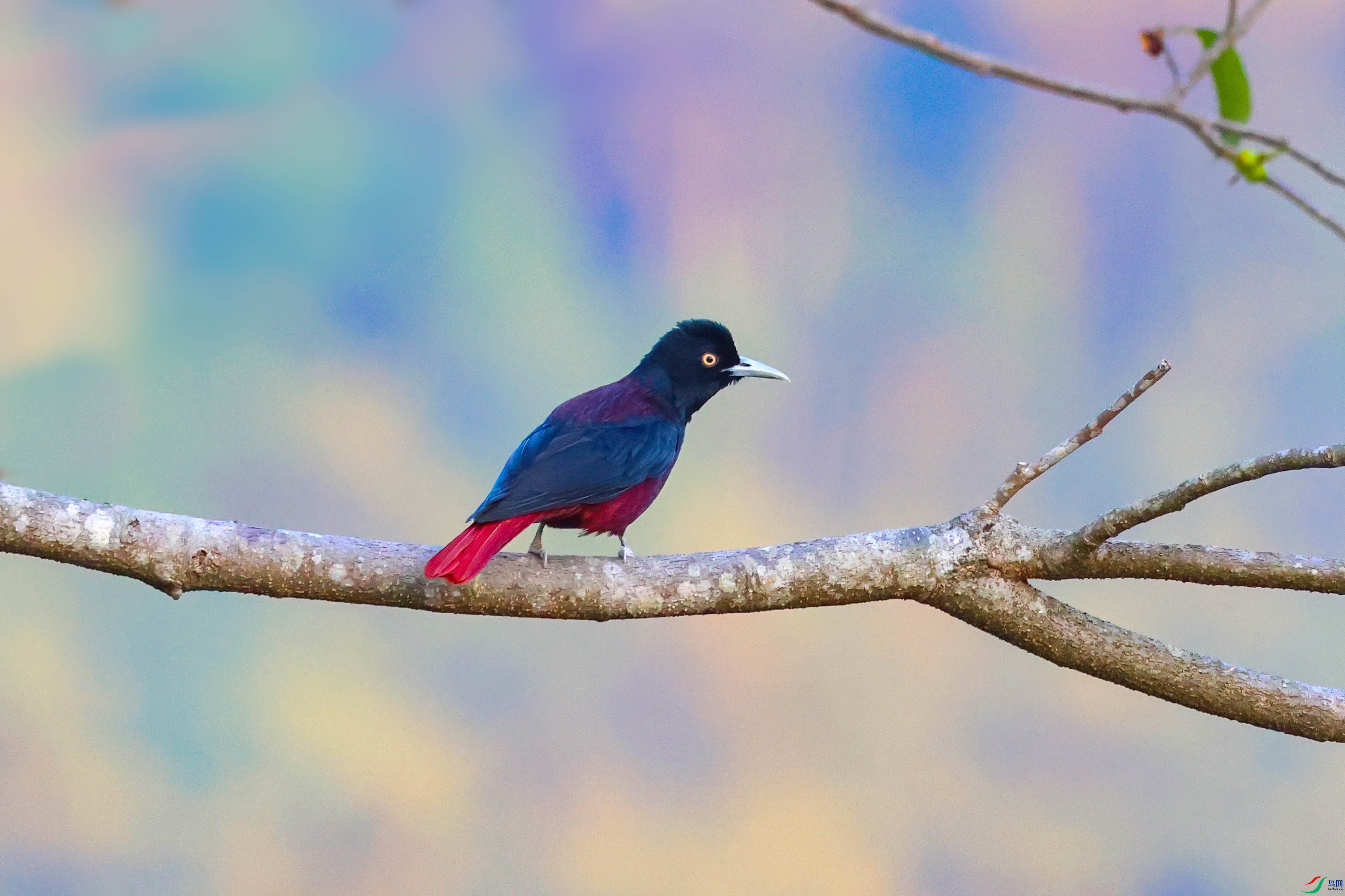 6C0A4143.jpg