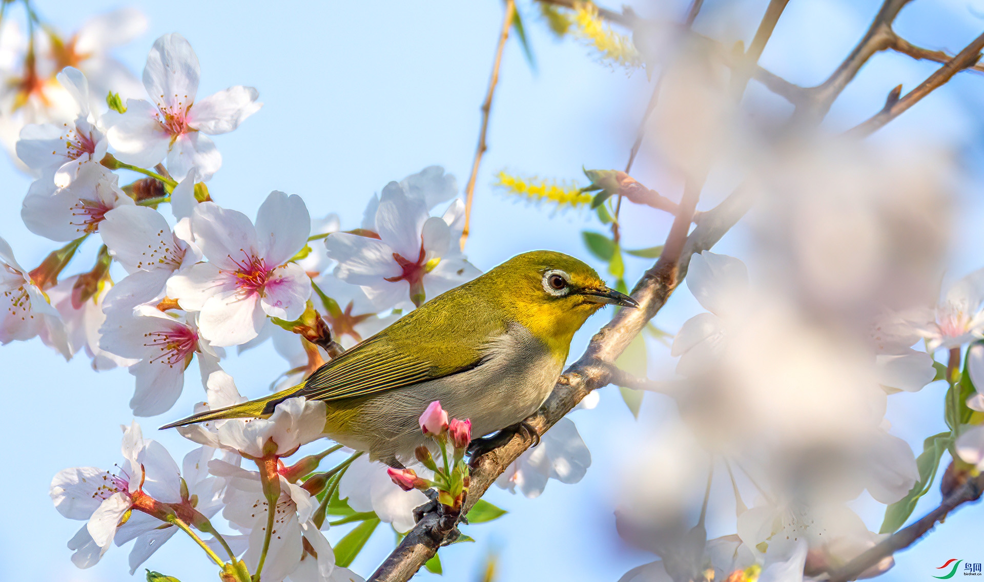 060A6413 ����-Sh---1 .jpg