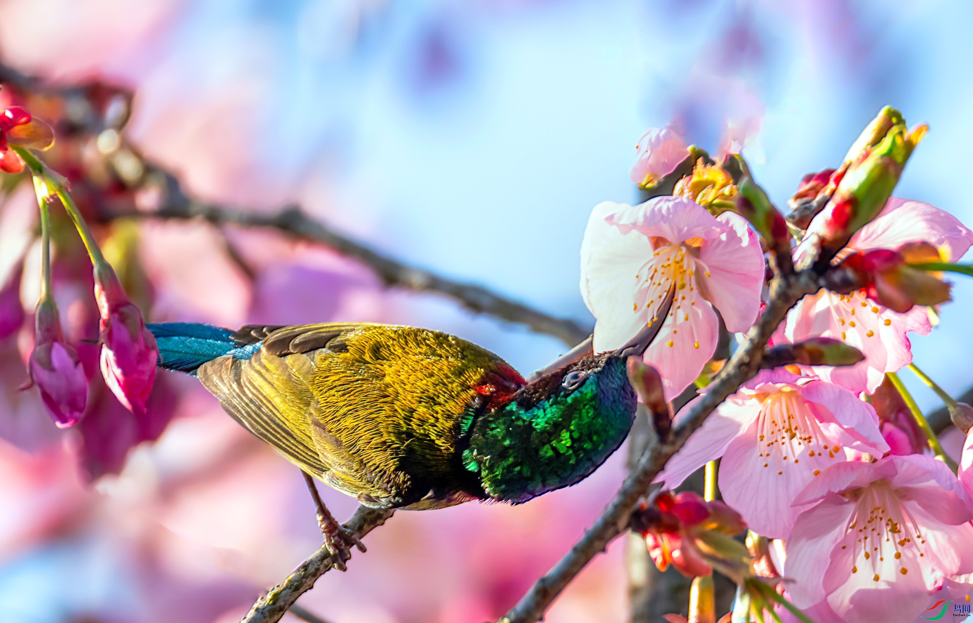 060A6279 ����-Sha---1 .jpg