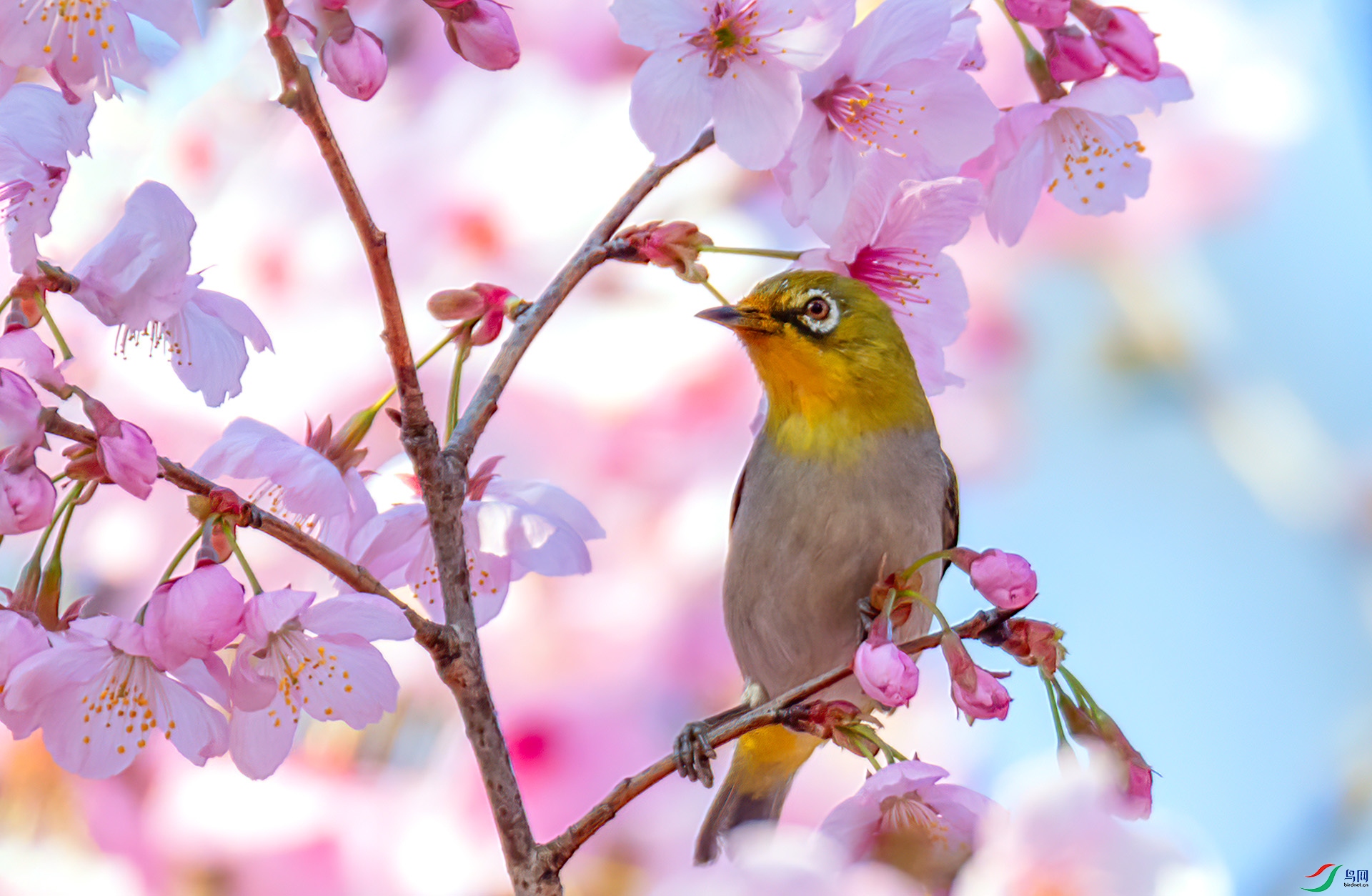 060A6031 ����-Sha---1 .jpg